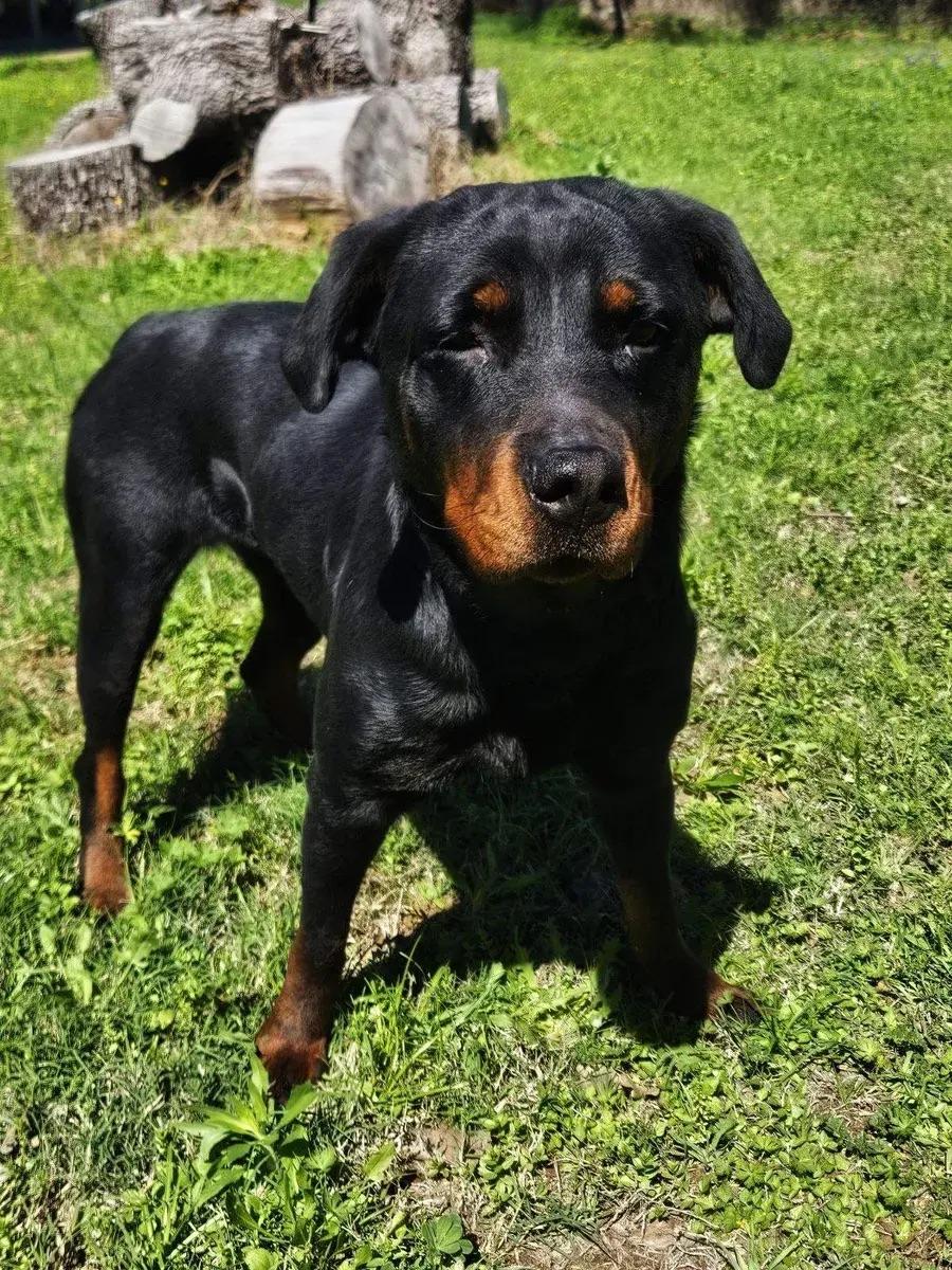 Enlarge Fiona, an adopted Rottweiler in Polk, OH image 5/5