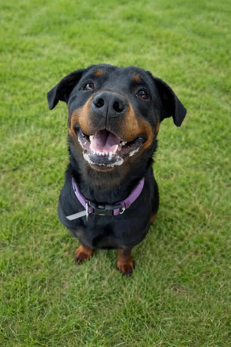 Enlarge Fiona, an adopted Rottweiler in Polk, OH image 2/5