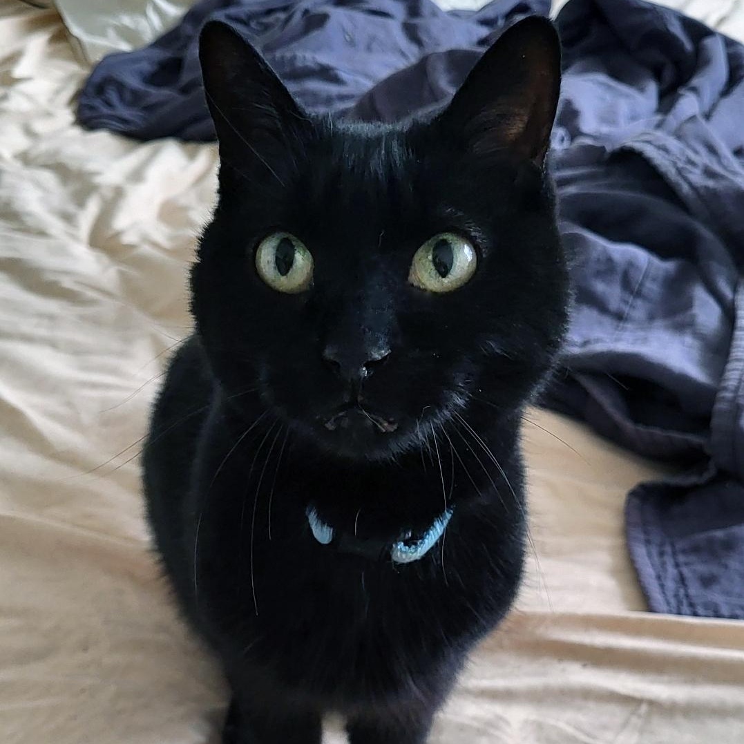 Enlarge Ally, a Adoptable Domestic Short Hair in Scarborough, ON image 1/1