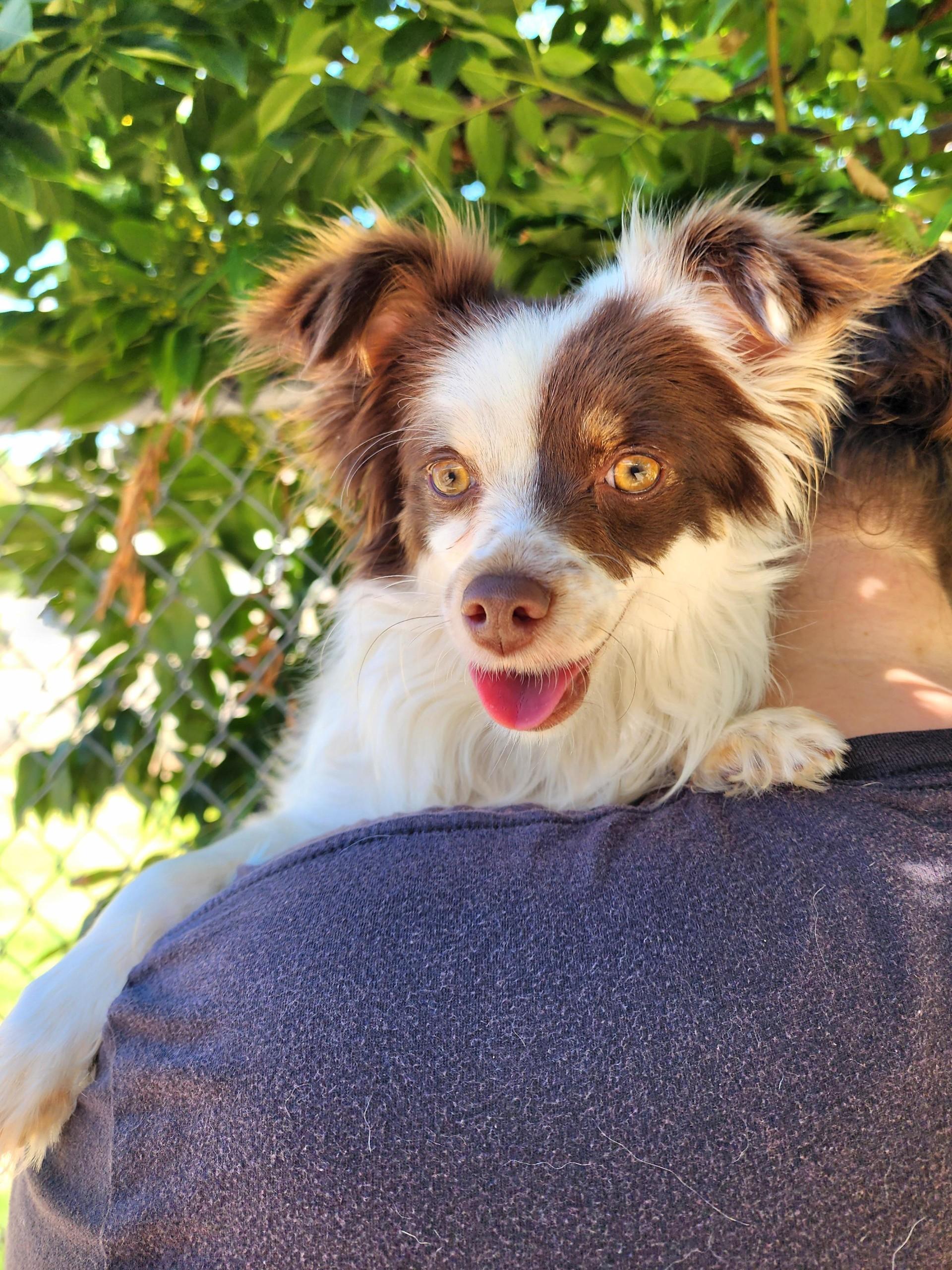 Enlarge Hazel, an adopted mixed breed in El Cajon, CA image 3/4