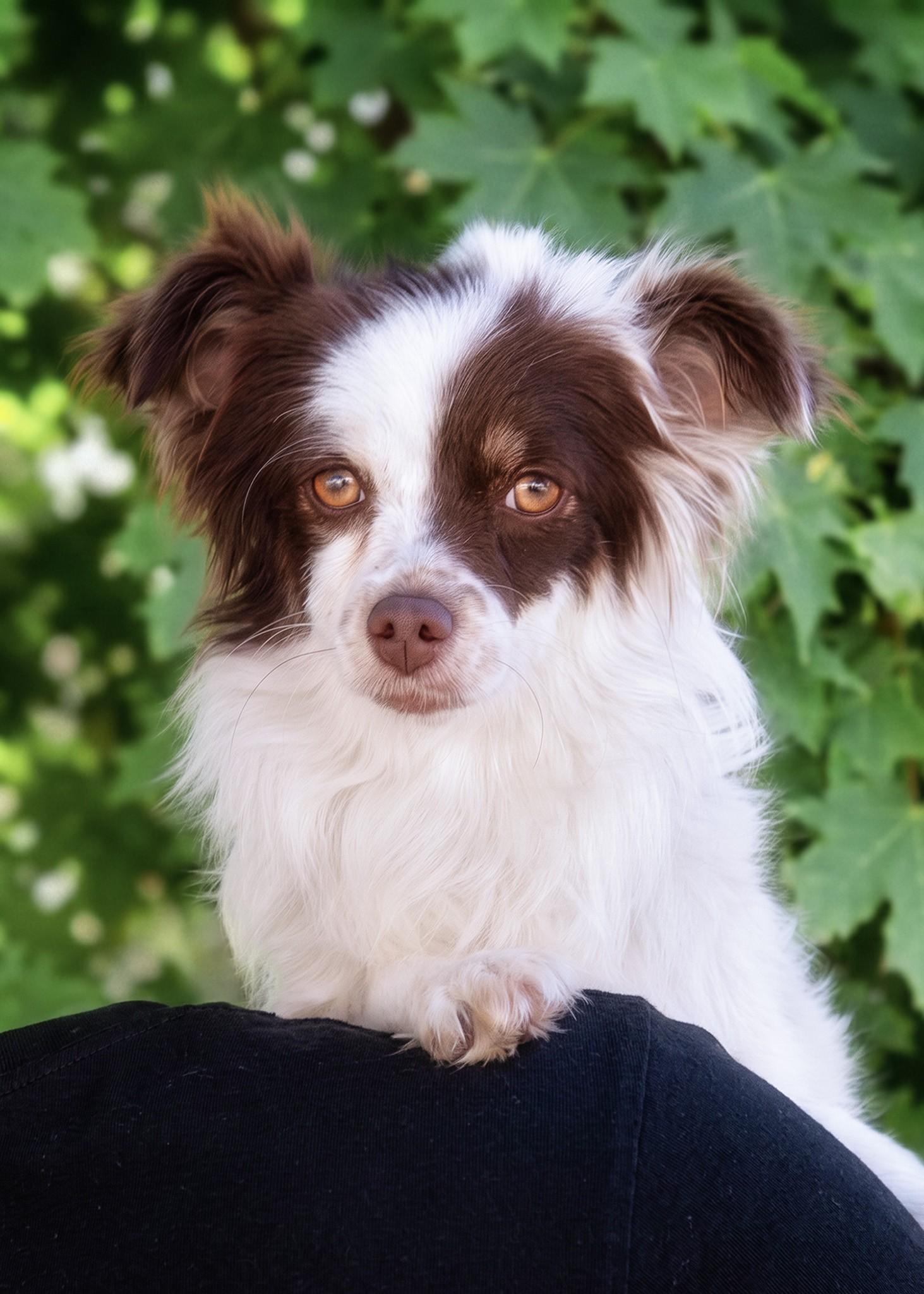 Enlarge Hazel, an adopted mixed breed in El Cajon, CA image 1/4
