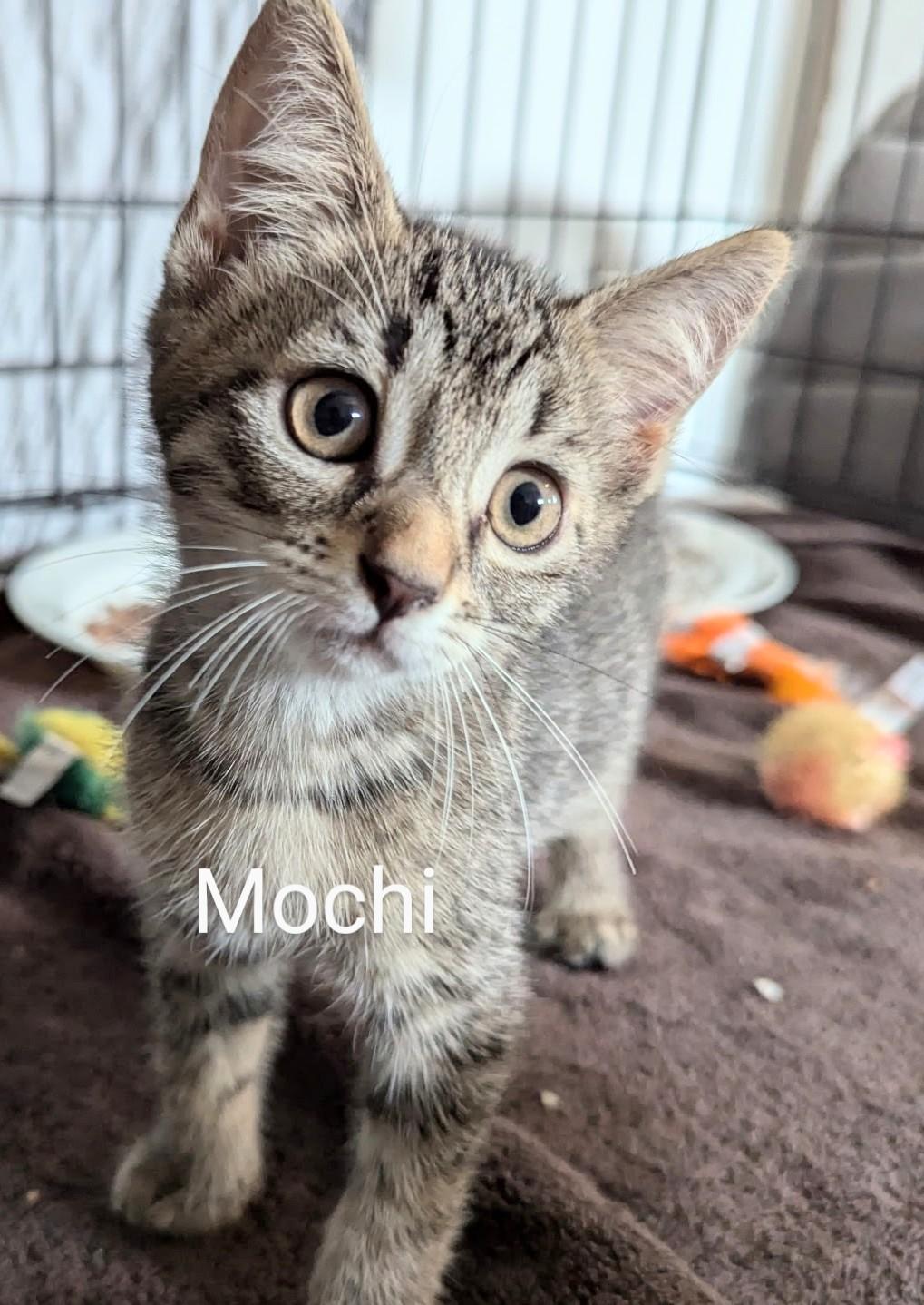 Mochi, Loki, Holly, Derek, Sasha, Jinx