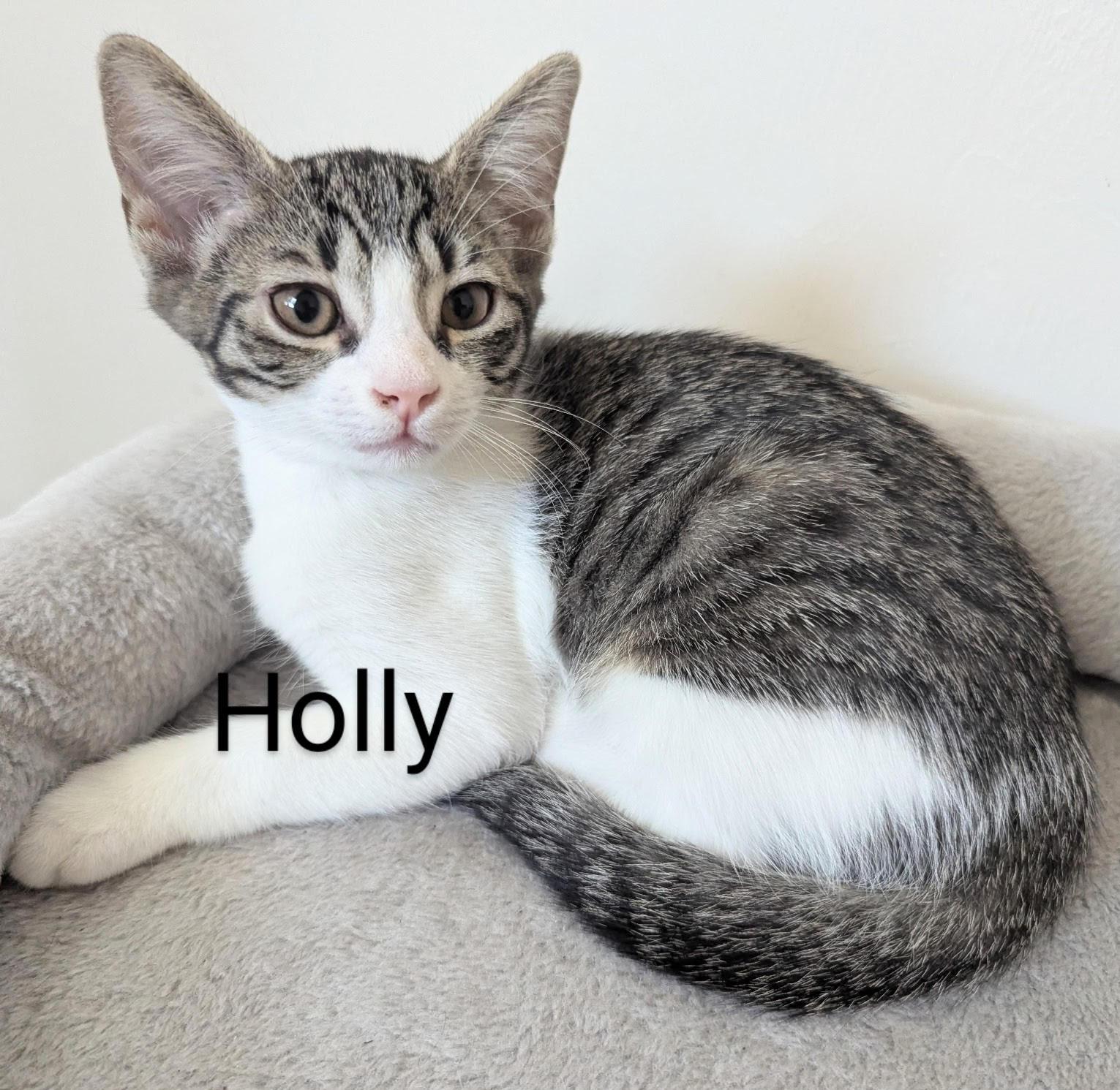 Mochi, Loki, Holly, Derek, Sasha, Jinx
