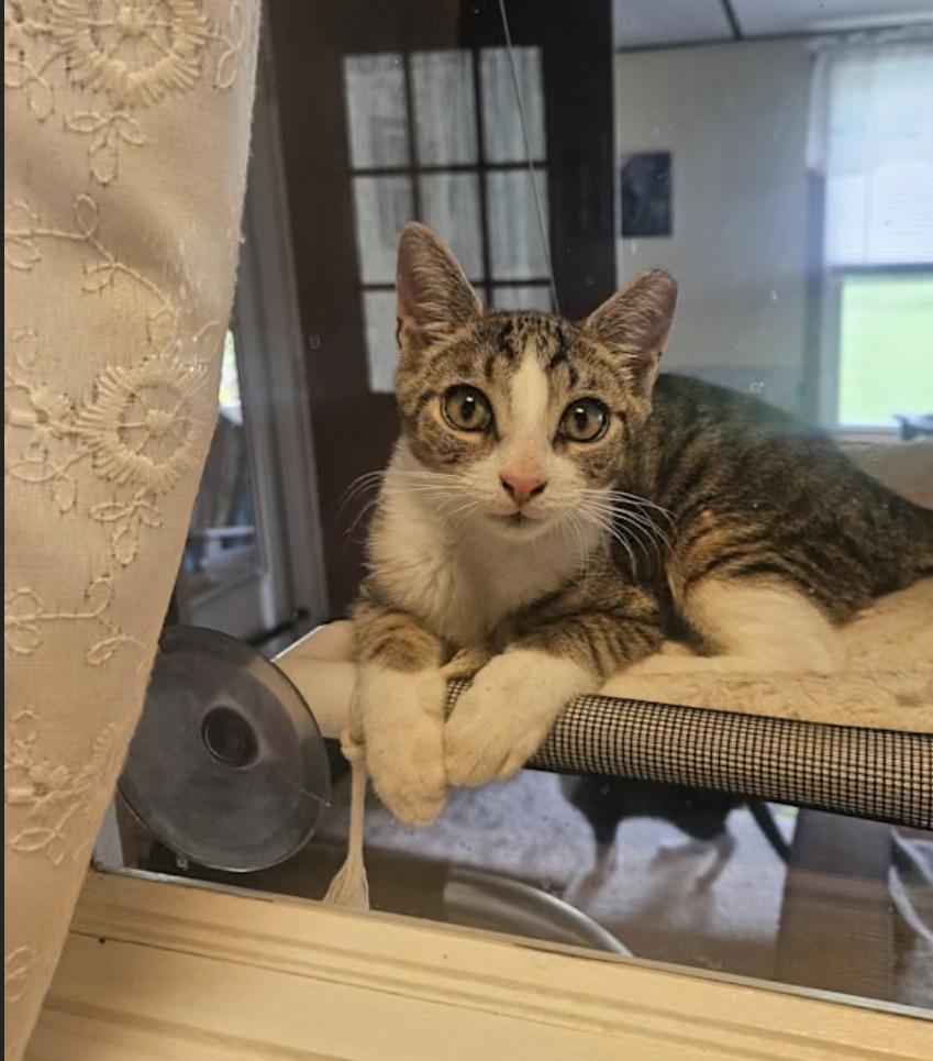 Enlarge Justice, a Adoptable Domestic Short Hair in York, PA image 1/1