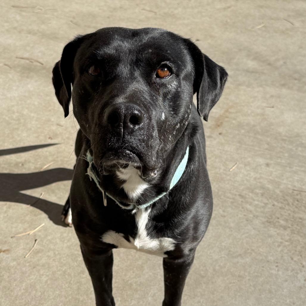 Umeko, a Adoptable mixed breed in Durango, CO image 1/6