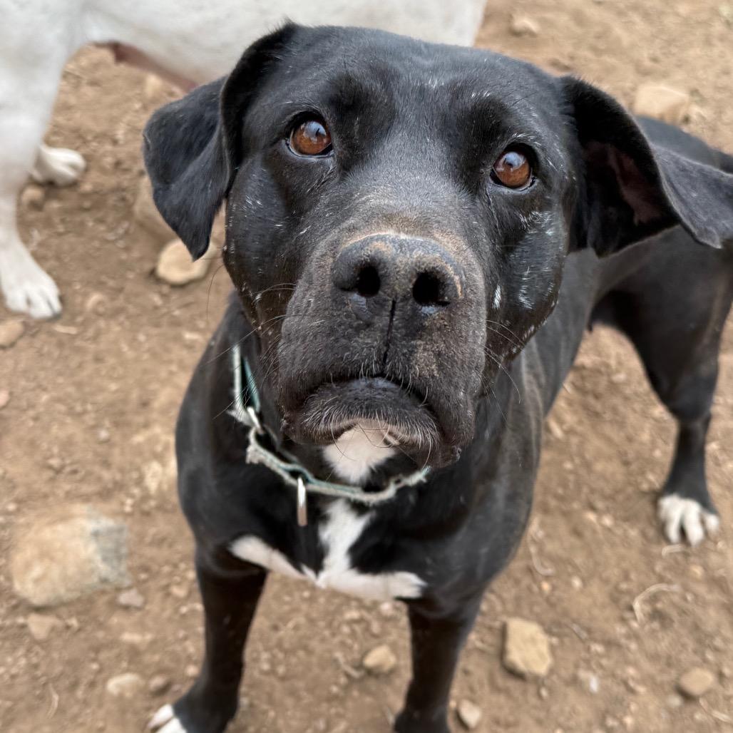 Umeko, a Adoptable mixed breed in Durango, CO image 4/6