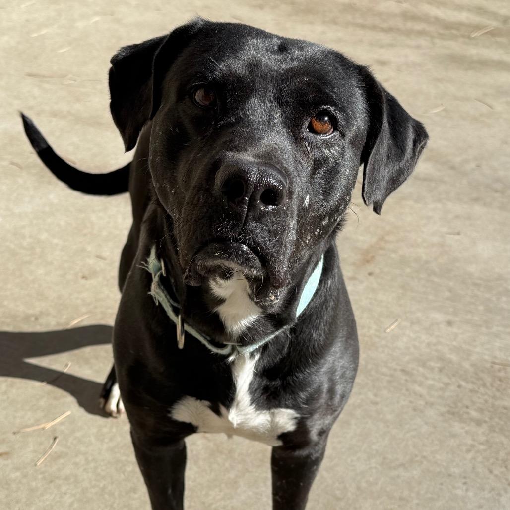Umeko, a Adoptable mixed breed in Durango, CO image 6/6