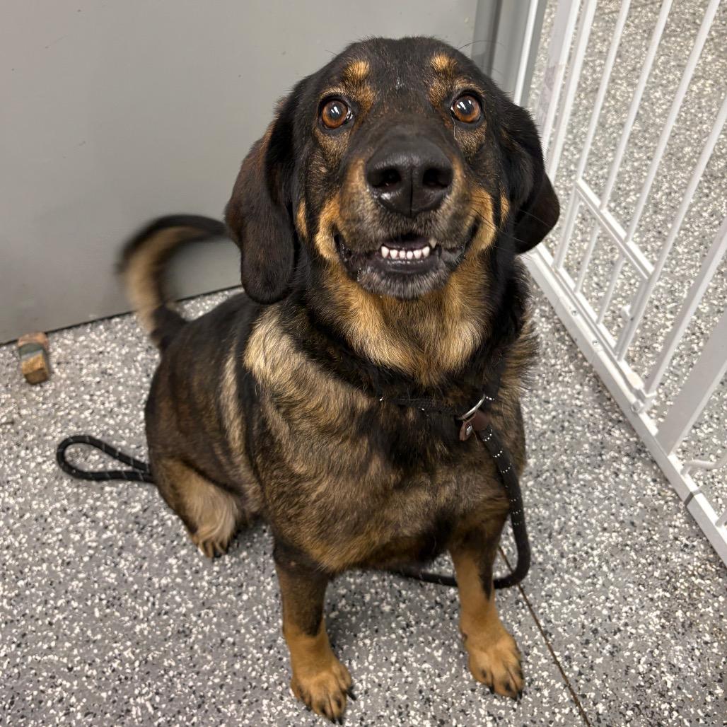 Rick, Adoptable, Adult Male Norwegian Elkhound & Rottweiler.