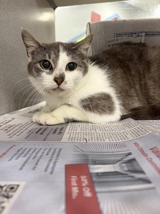 Yooni, Adoptable, Adult Female Domestic Short Hair & Domestic Short Hair.