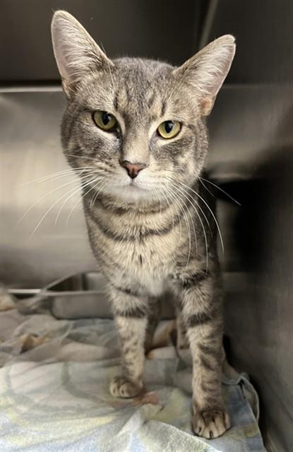 GOOBER, Adoptable, Young Male Domestic Short Hair.