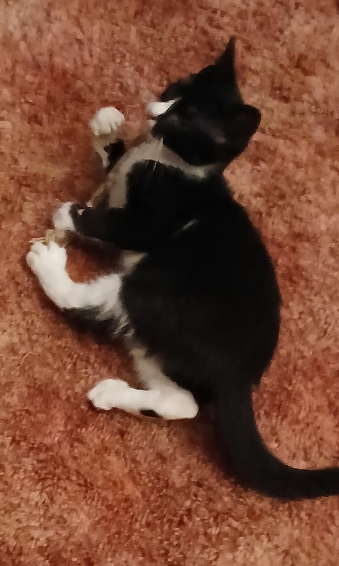 Enlarge Marigold, a Adoptable Domestic Short Hair in lititz, PA image 1/5