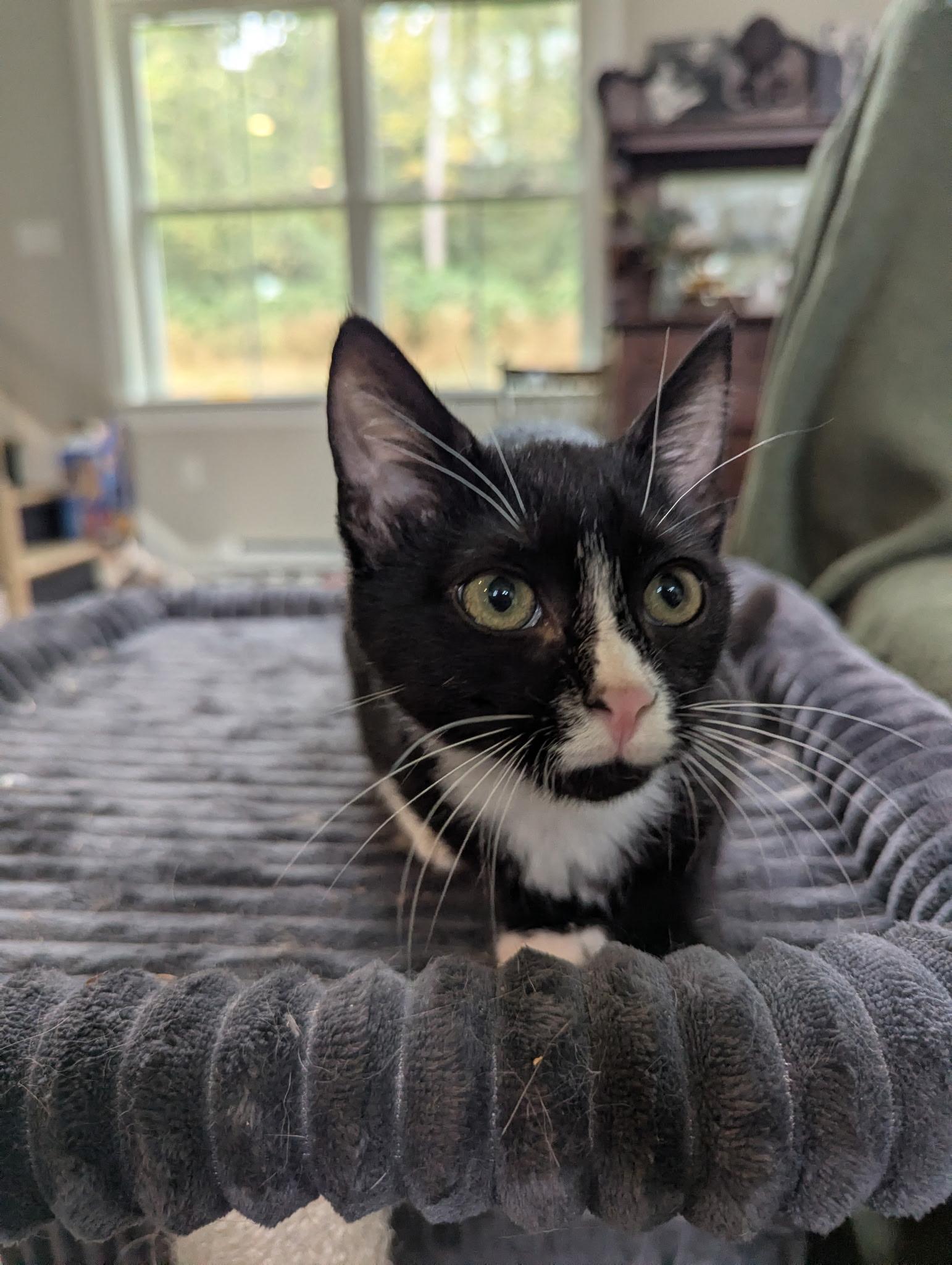 Enlarge Marigold, a Adoptable Domestic Short Hair in lititz, PA image 3/5