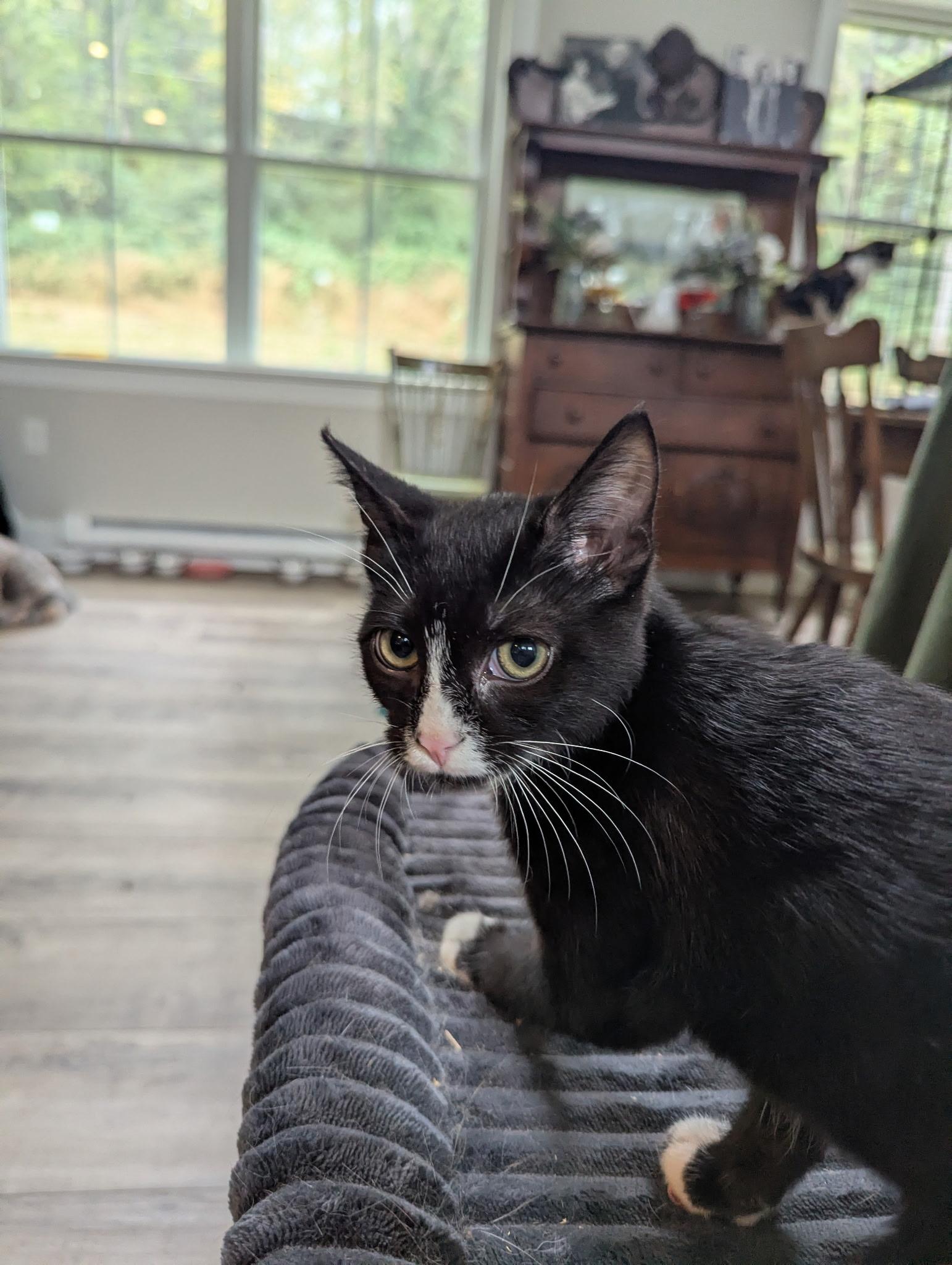 Enlarge Marigold, a Adoptable Domestic Short Hair in lititz, PA image 4/5