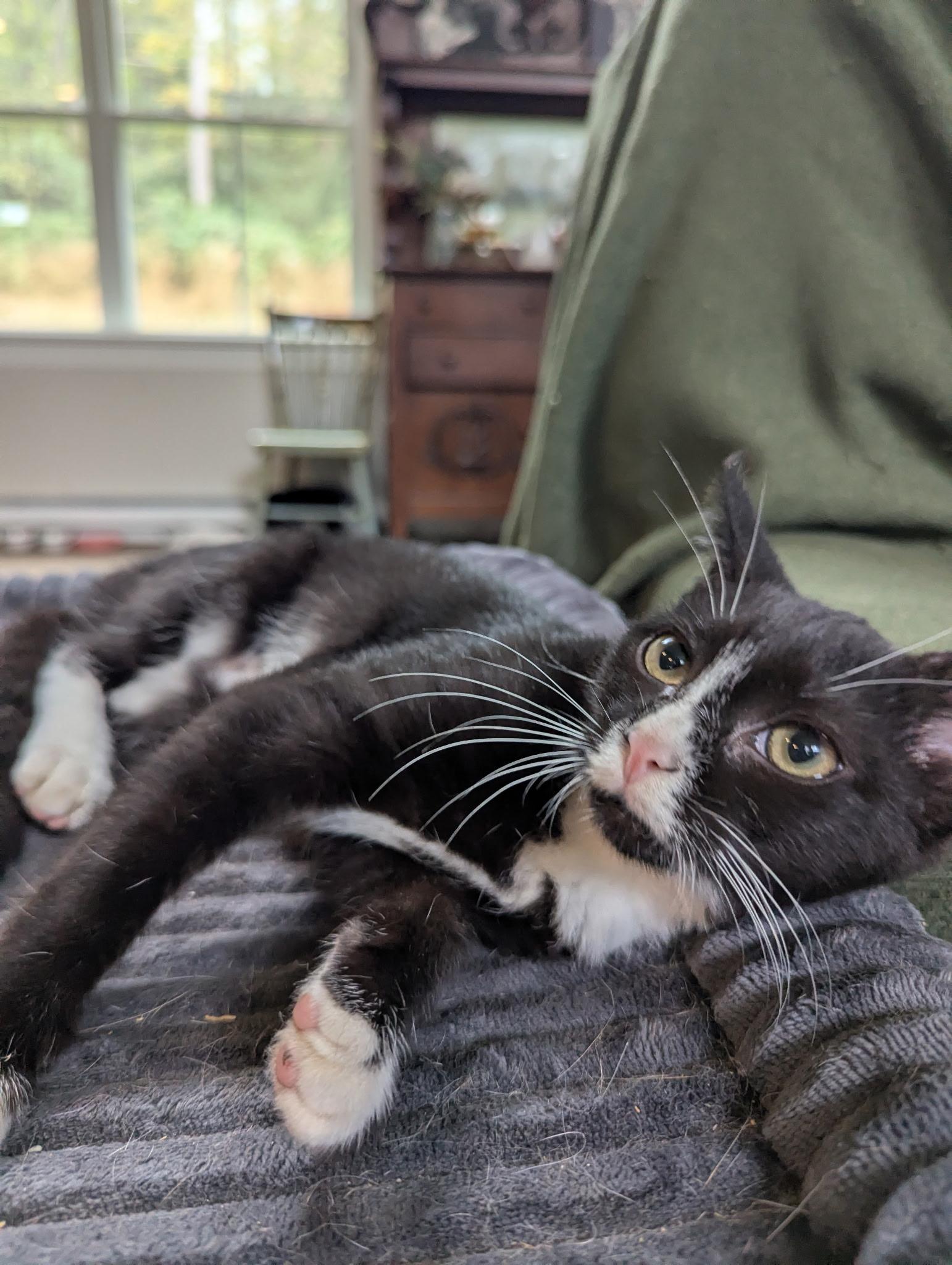Enlarge Marigold, a Adoptable Domestic Short Hair in lititz, PA image 5/5