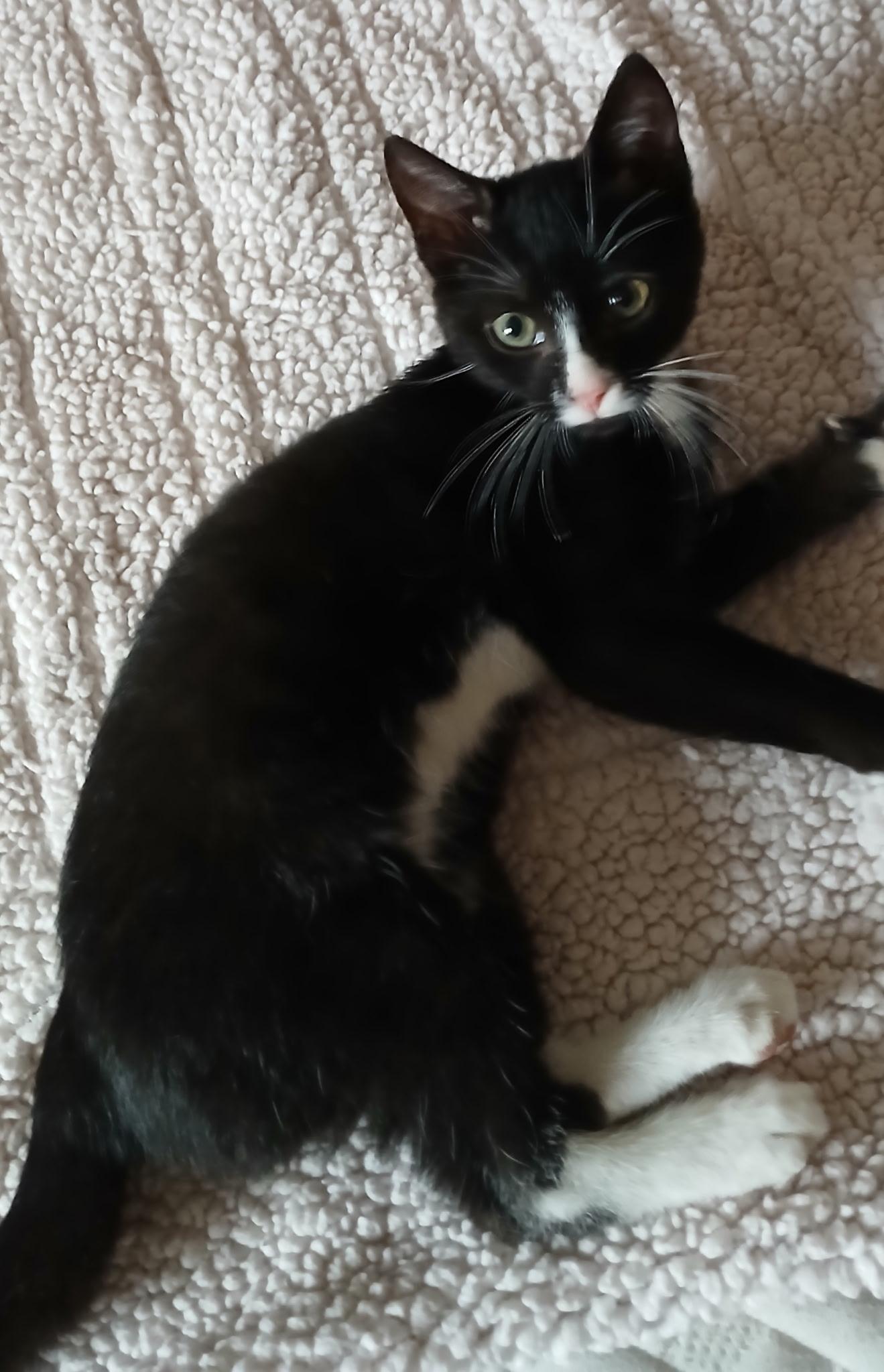 Enlarge Marigold, a Adoptable Domestic Short Hair in lititz, PA image 2/5