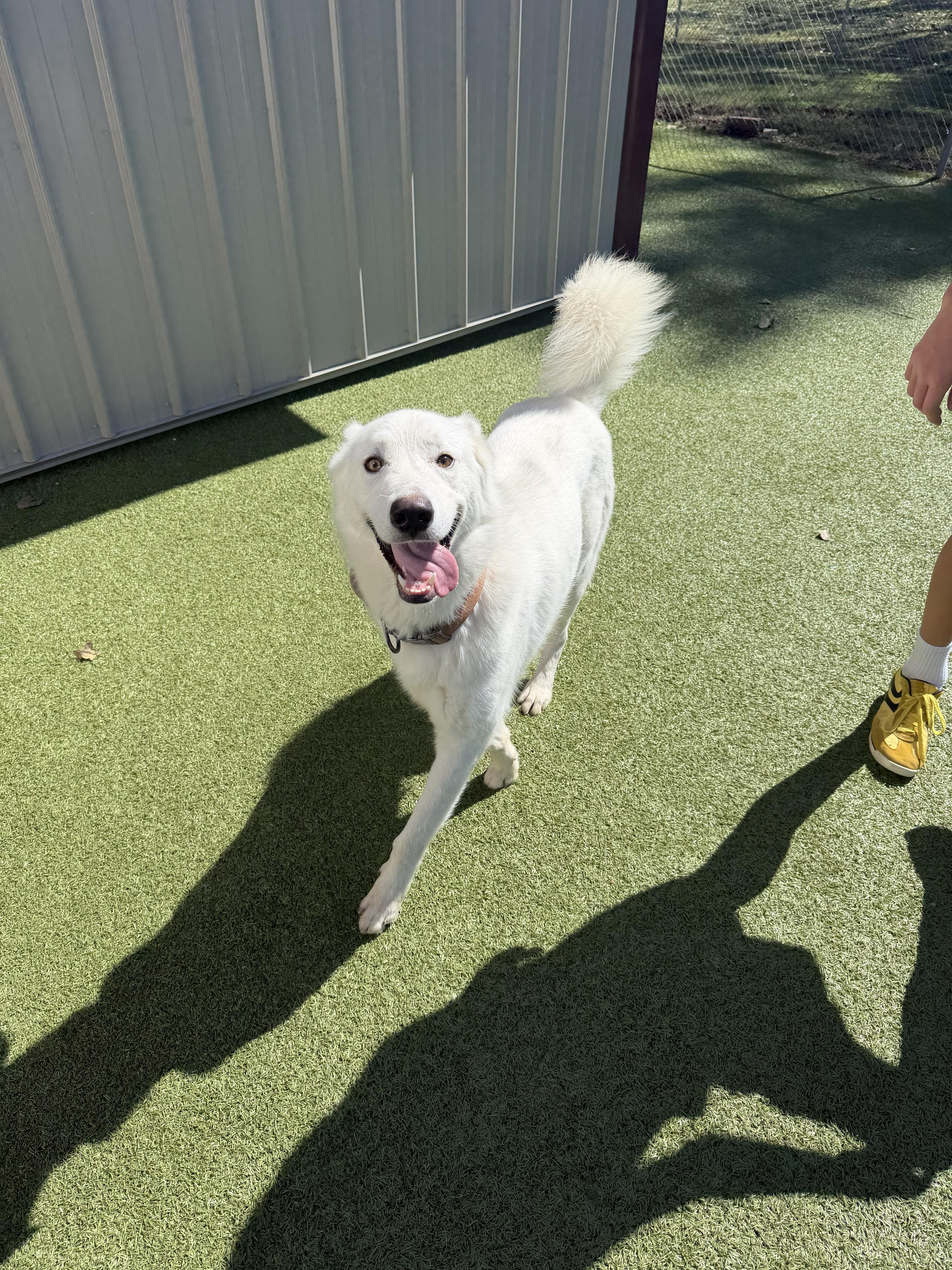 Enlarge Ghostbuster, a Adoptable mixed breed in Boonville, MO image 2/2