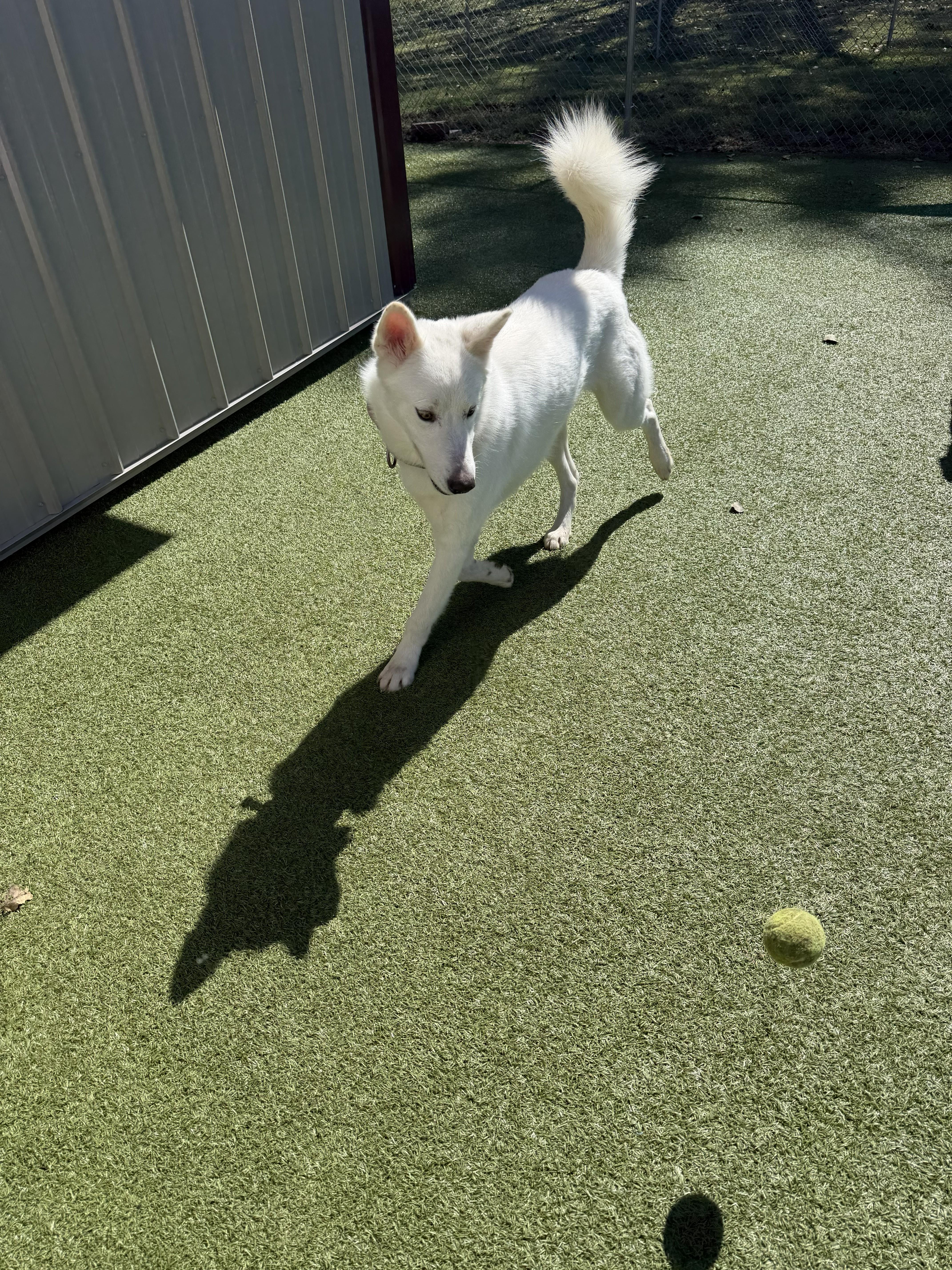 Ghostbuster, Adoptable, Adult Male Great Pyrenees & Husky.