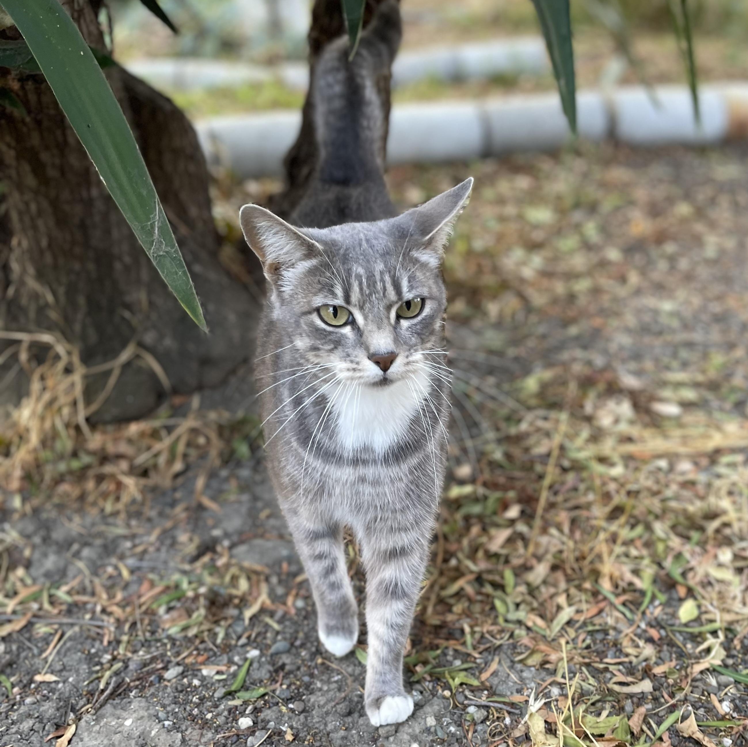 Enlarge Missy (indoor/outdoor), a Adoptable Domestic Short Hair in Hollister, CA image 1/6