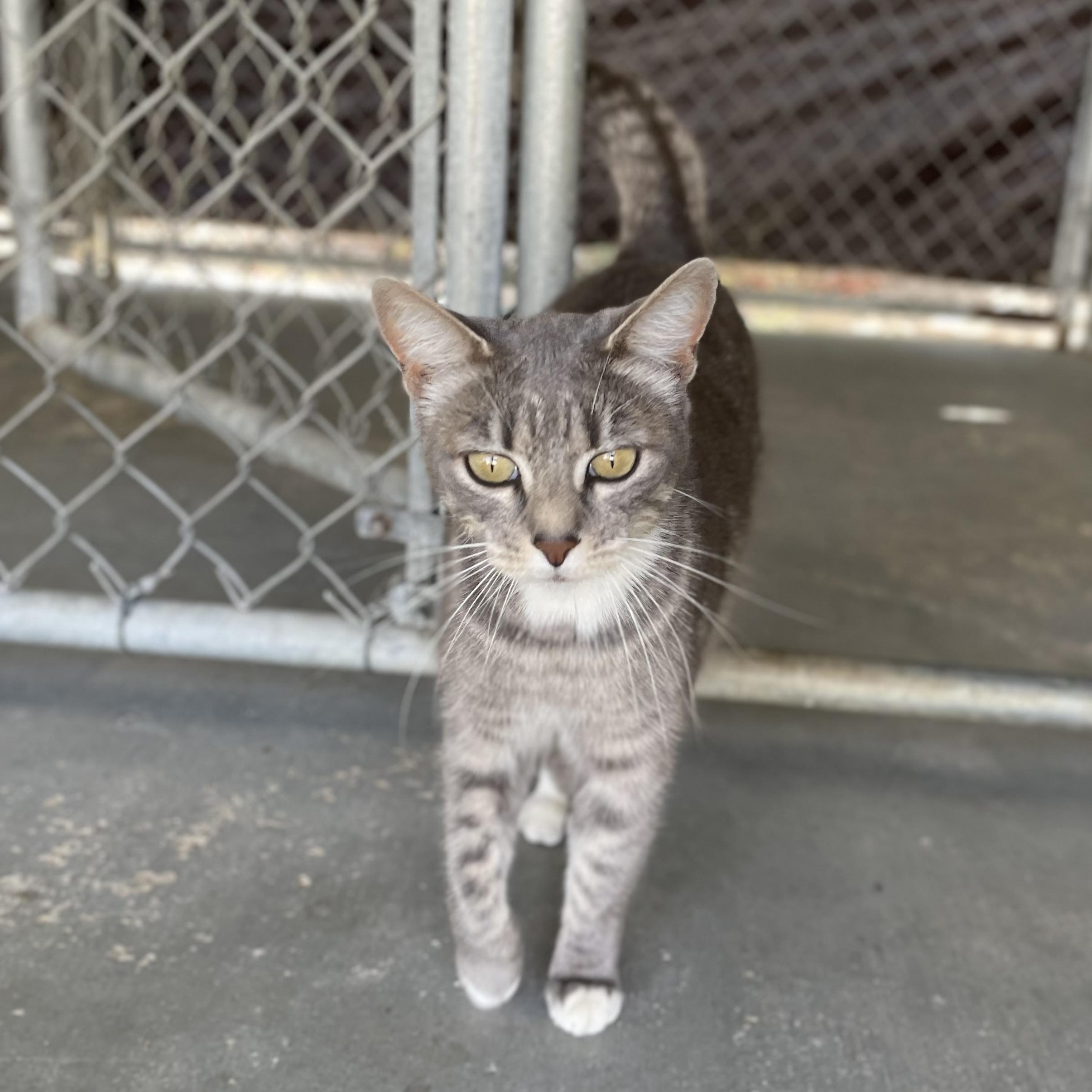 Enlarge Missy (indoor/outdoor), a Adoptable Domestic Short Hair in Hollister, CA image 2/6