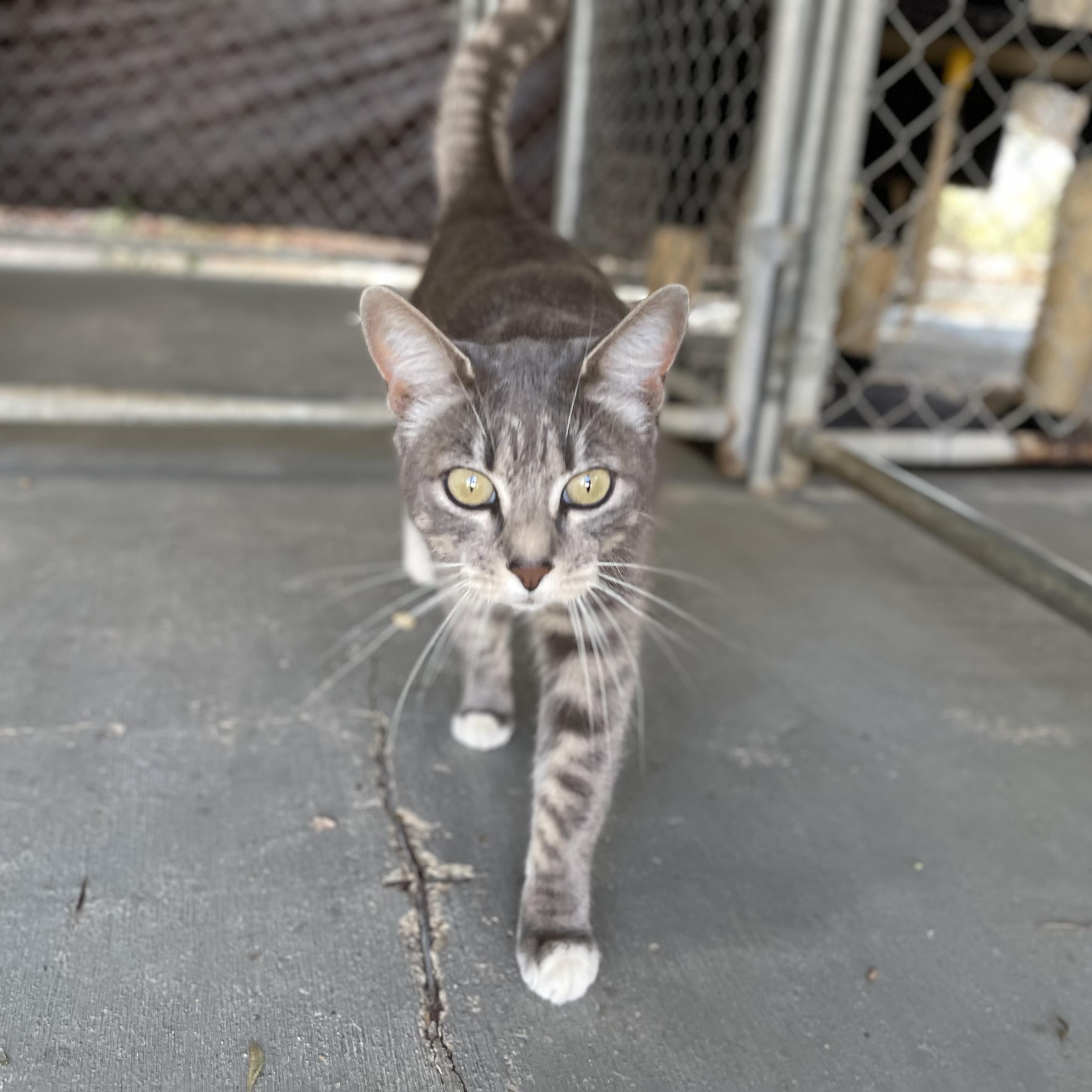 Enlarge Missy (indoor/outdoor), a Adoptable Domestic Short Hair in Hollister, CA image 3/6