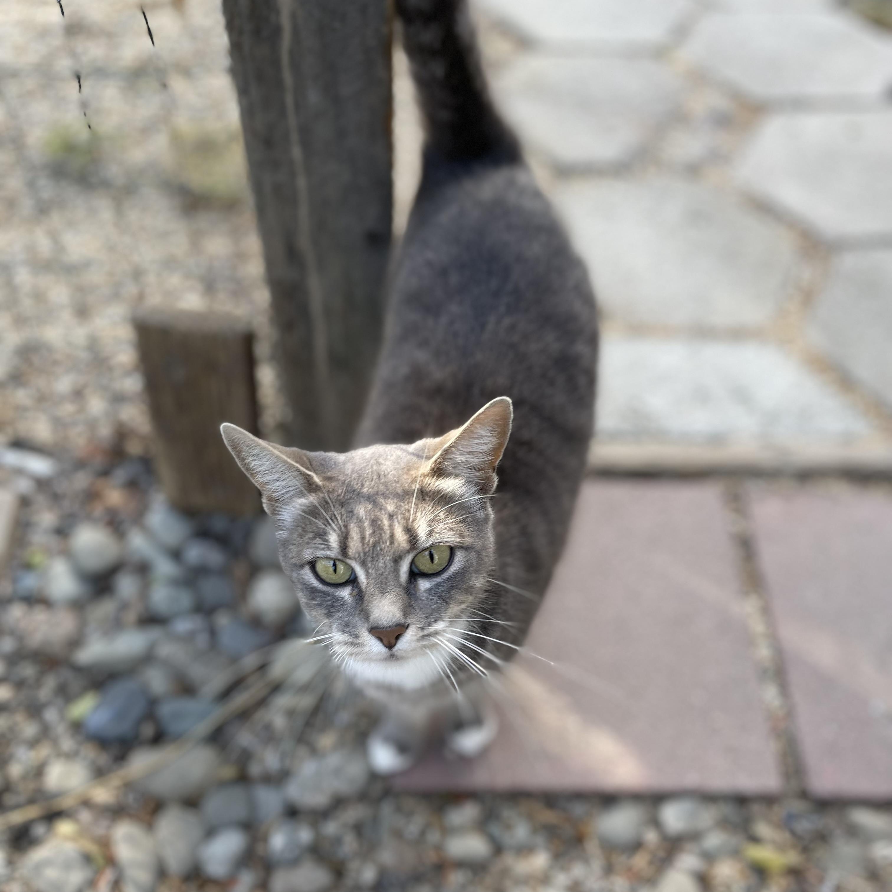 Enlarge Missy (indoor/outdoor), a Adoptable Domestic Short Hair in Hollister, CA image 4/6