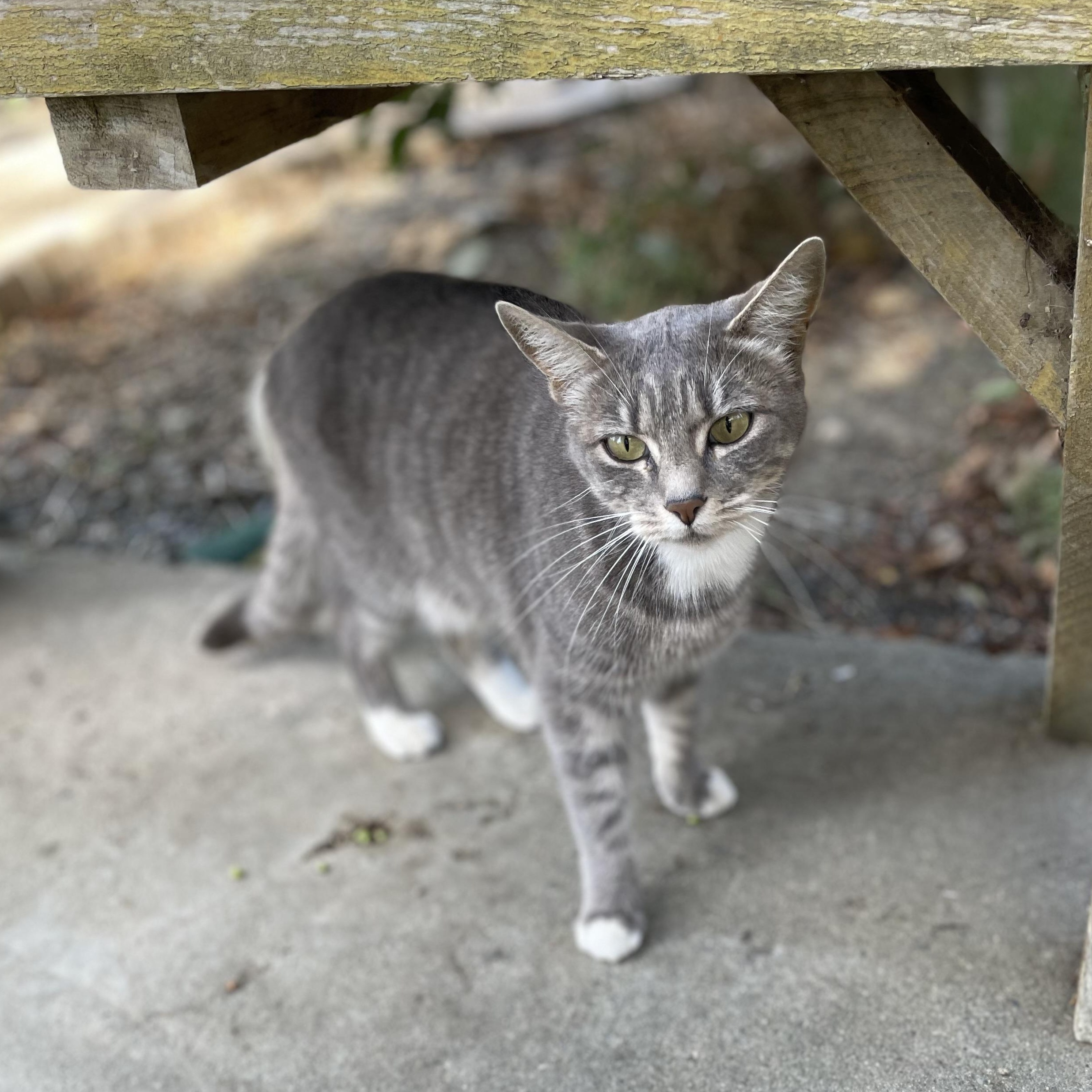 Enlarge Missy (indoor/outdoor), a Adoptable Domestic Short Hair in Hollister, CA image 5/6