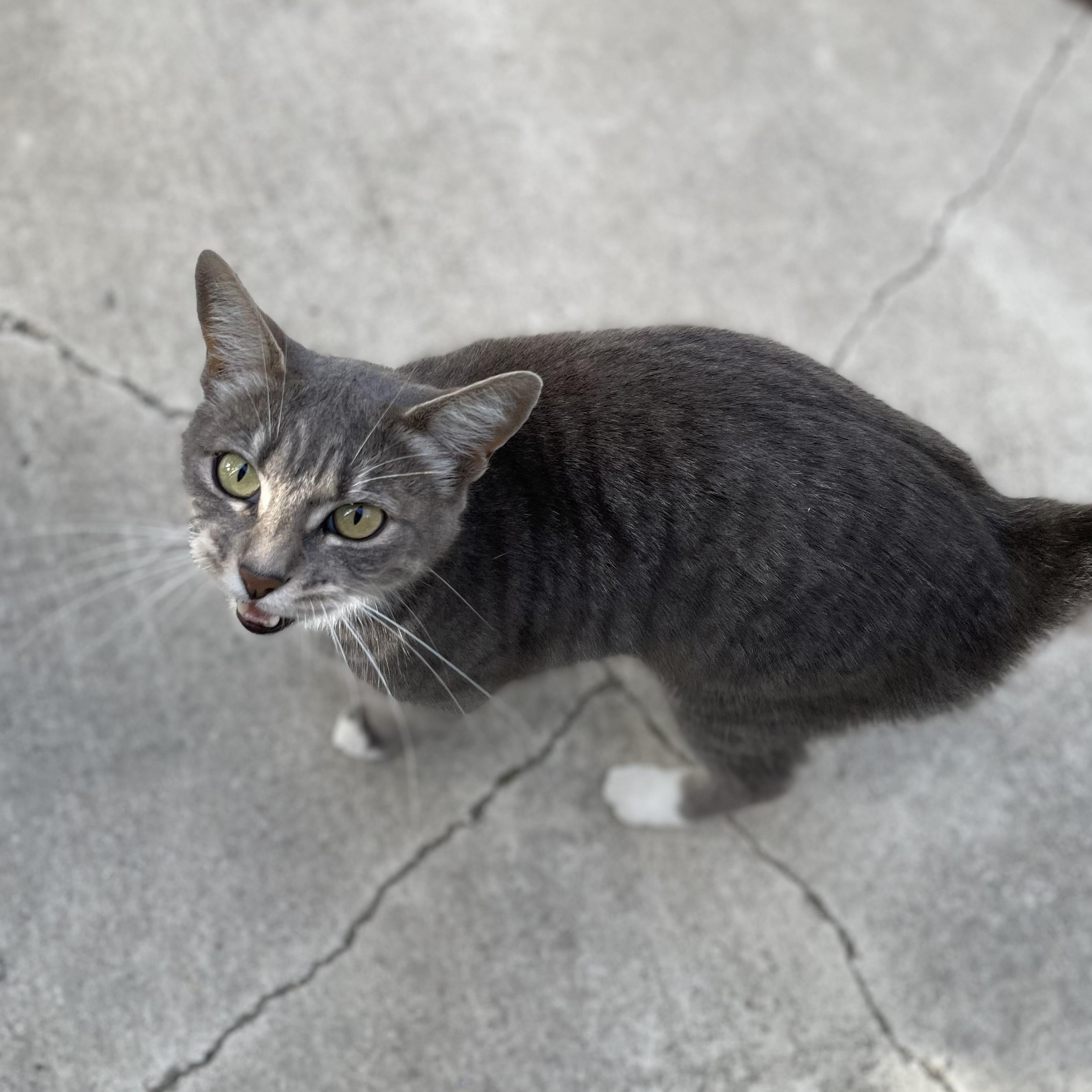 Enlarge Missy (indoor/outdoor), a Adoptable Domestic Short Hair in Hollister, CA image 6/6