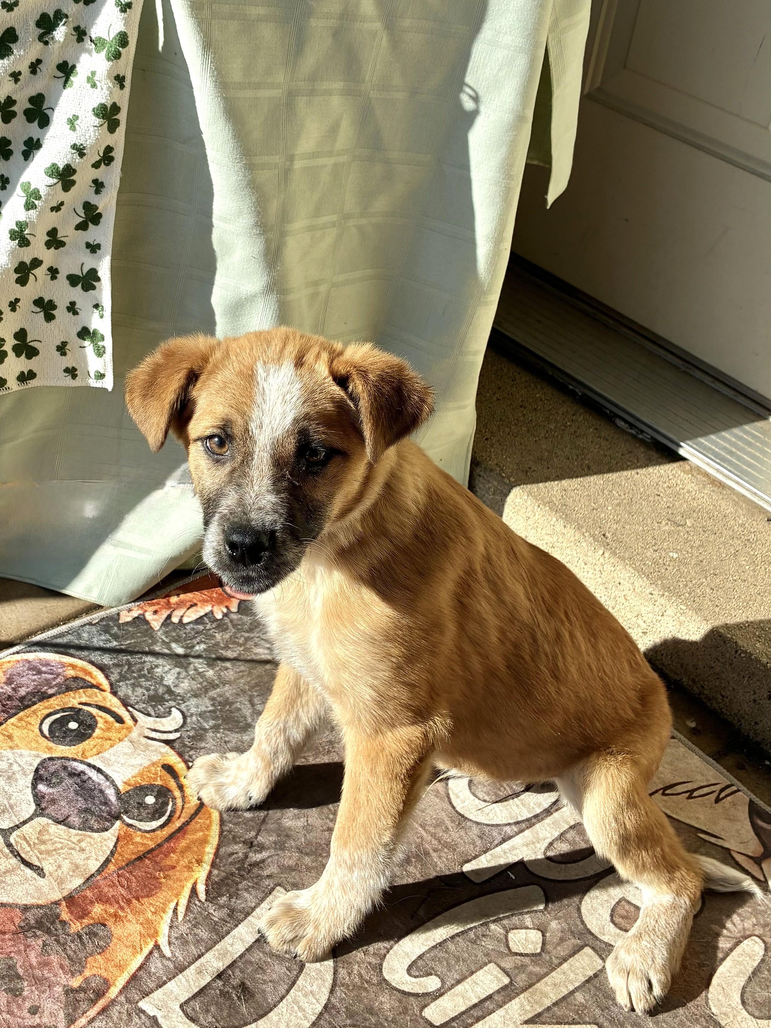 Enlarge Erich, a ADOPTABLE mixed breed in West Chicago, IL image 2/3