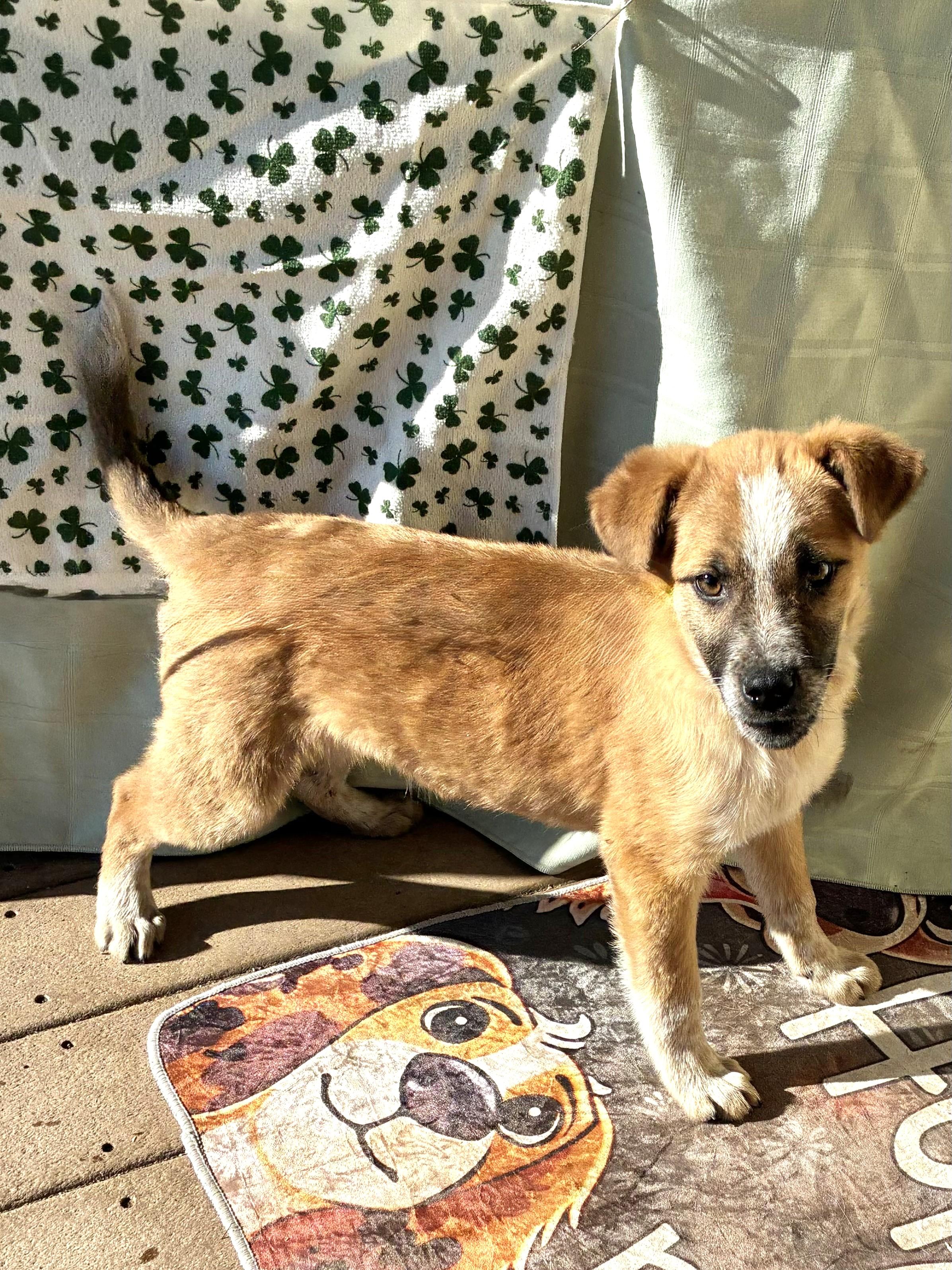 Enlarge Erich, a ADOPTABLE mixed breed in West Chicago, IL image 3/3