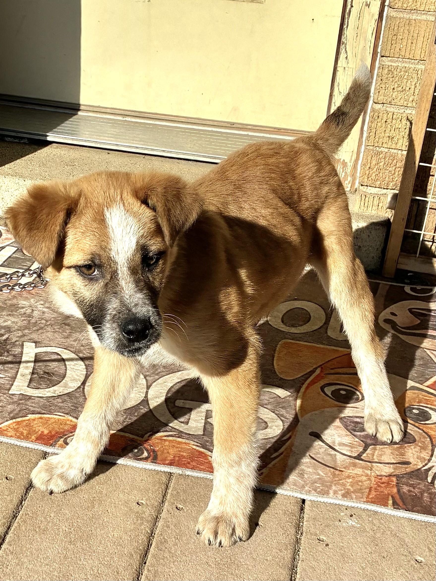 Enlarge Erich, a ADOPTABLE mixed breed in West Chicago, IL image 1/3