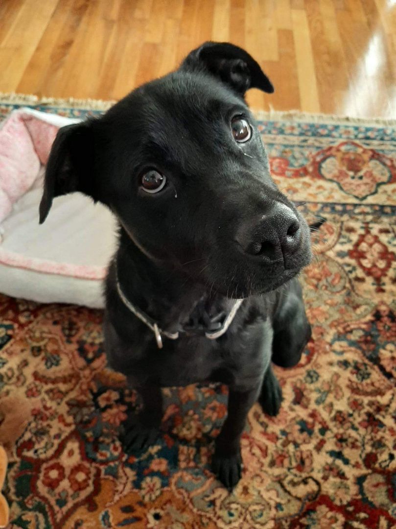 Charlotte, Adopted, Adult Female Black Labrador Retriever.