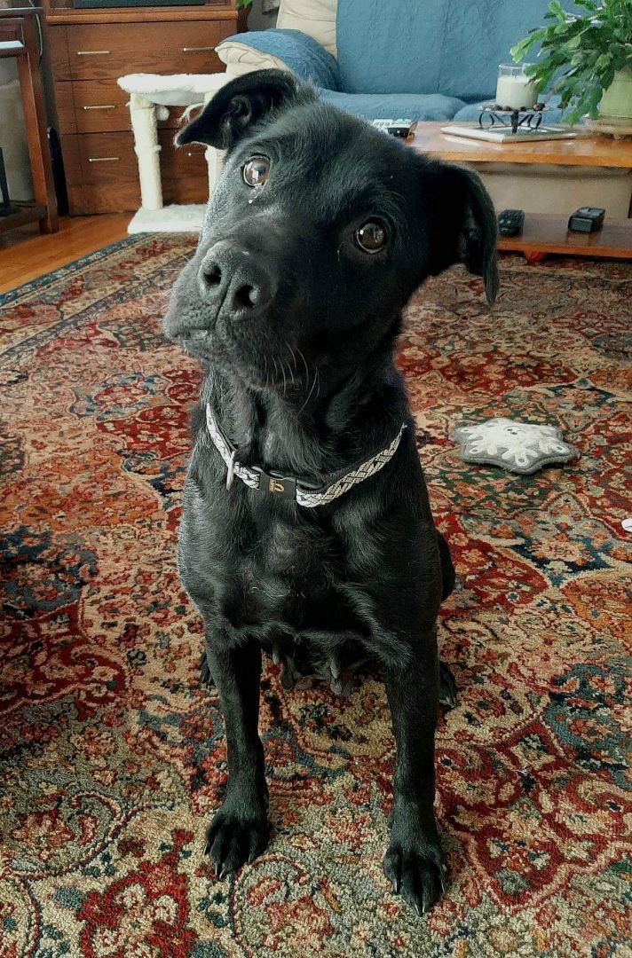 Enlarge Charlotte, a Adopted Black Labrador Retriever in SHADE GAP, PA image 2/2