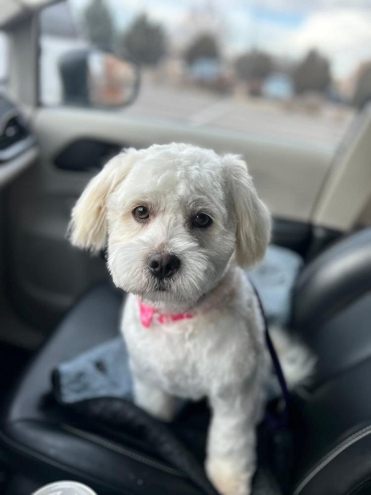 Branson, Adoptable, Puppy Male Lhasa Apso & Maltese.