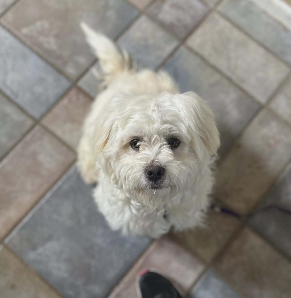 Enlarge Branson, a Adoptable mixed breed in Parker, CO image 2/6