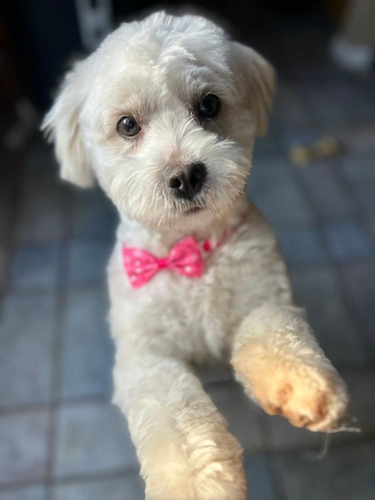 Enlarge Branson, a Adoptable mixed breed in Parker, CO image 4/6