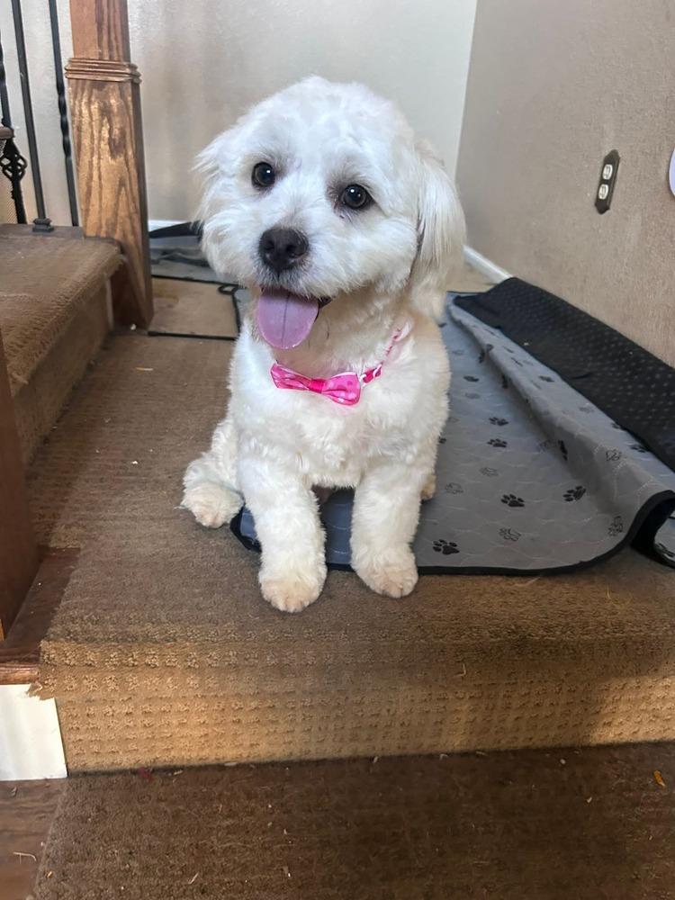 Enlarge Branson, a Adoptable mixed breed in Parker, CO image 6/6