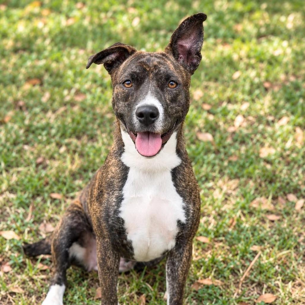 Enlarge Skye, a Adoptable Mixed Breed in Barrington, NH image 1/5