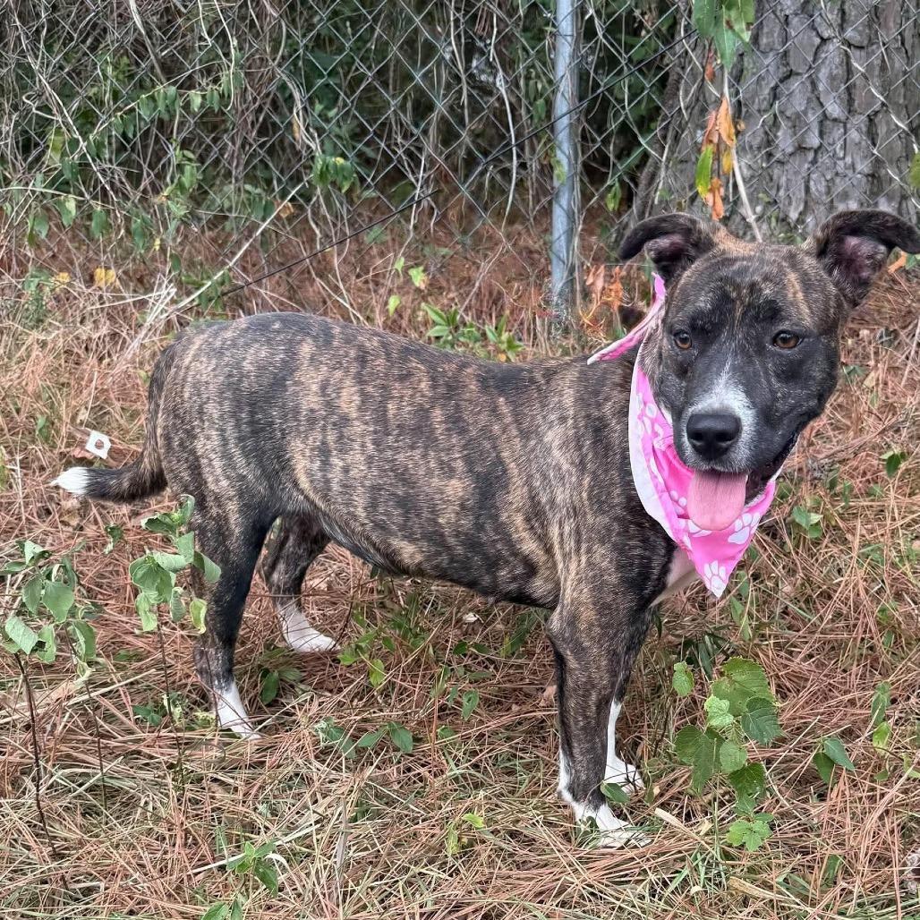 Enlarge Skye, a Adoptable Mixed Breed in Barrington, NH image 2/5