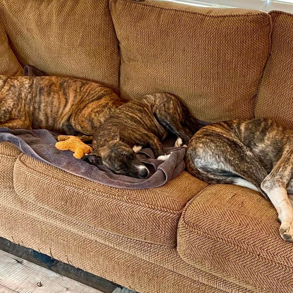 Enlarge Skye, a Adoptable Mixed Breed in Barrington, NH image 3/5