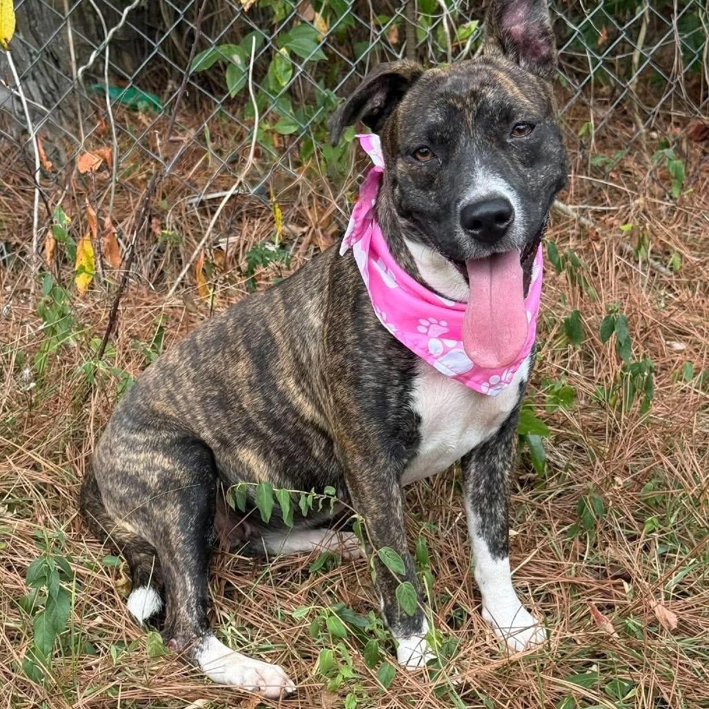 Enlarge Skye, a Adoptable Mixed Breed in Barrington, NH image 4/5
