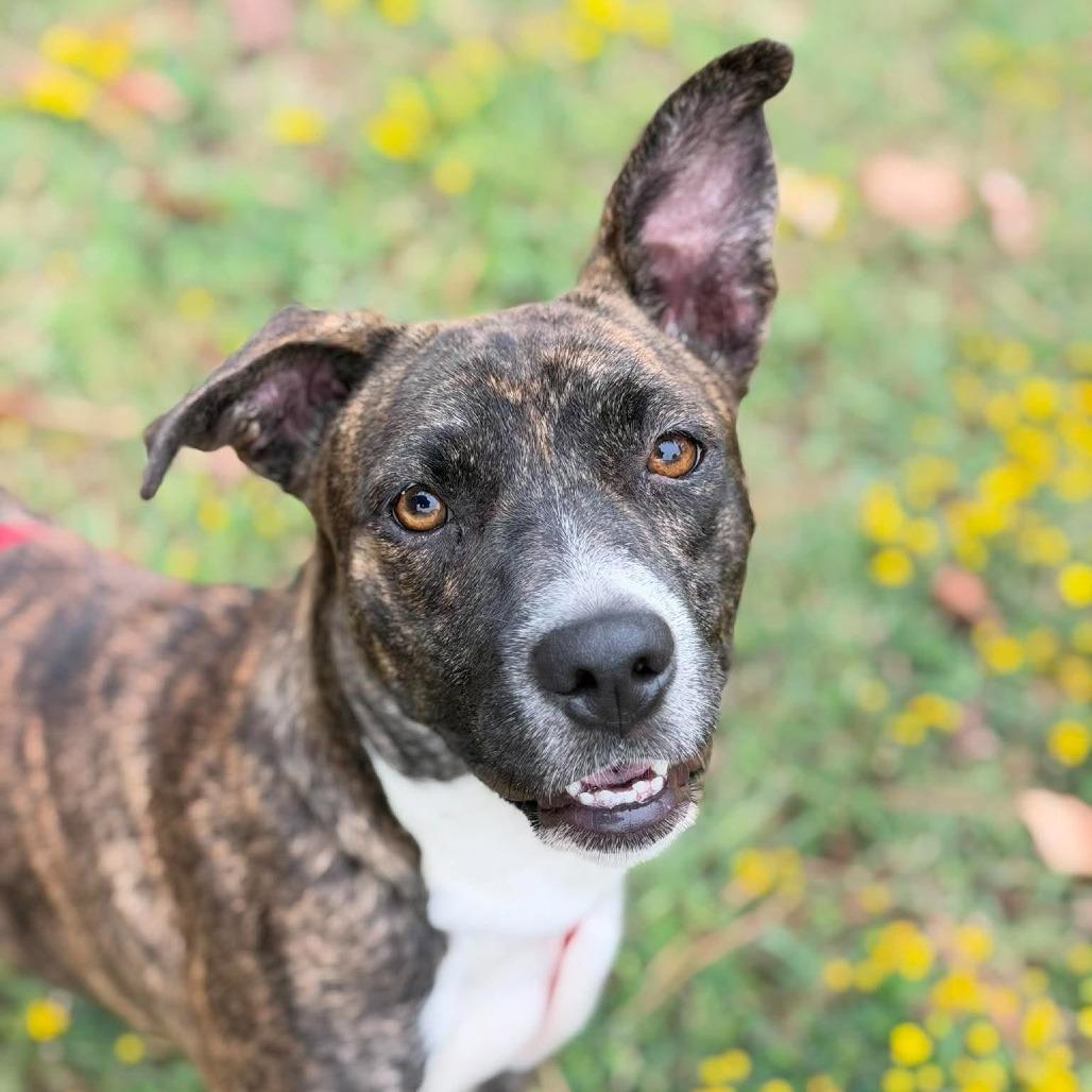 Enlarge Skye, a Adoptable Mixed Breed in Barrington, NH image 5/5