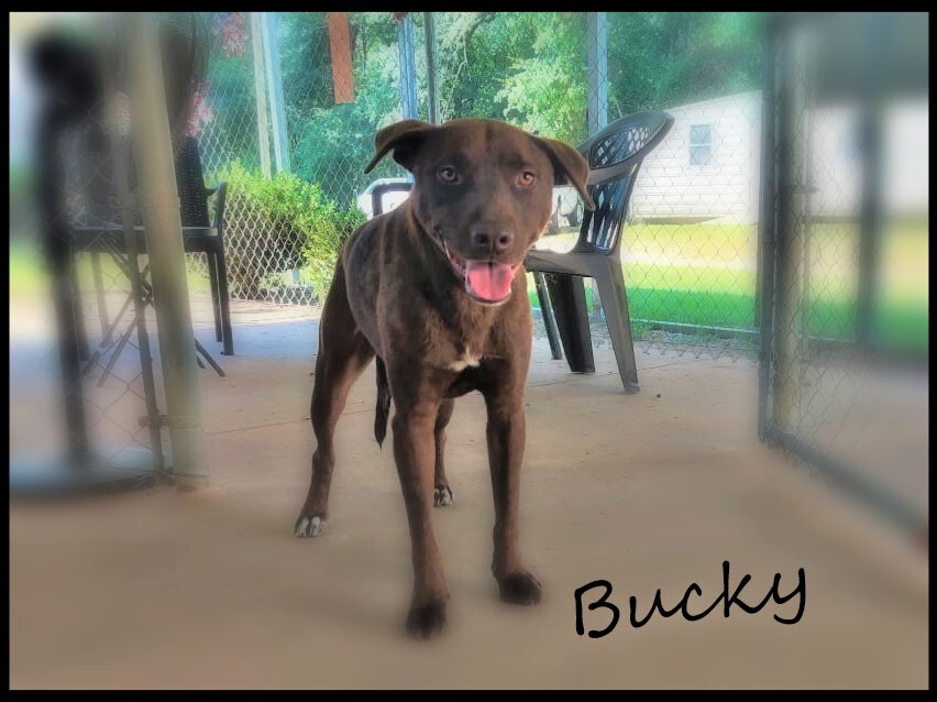 Enlarge Bucky, a Adoptable mixed breed in Ozark, AL image 1/12