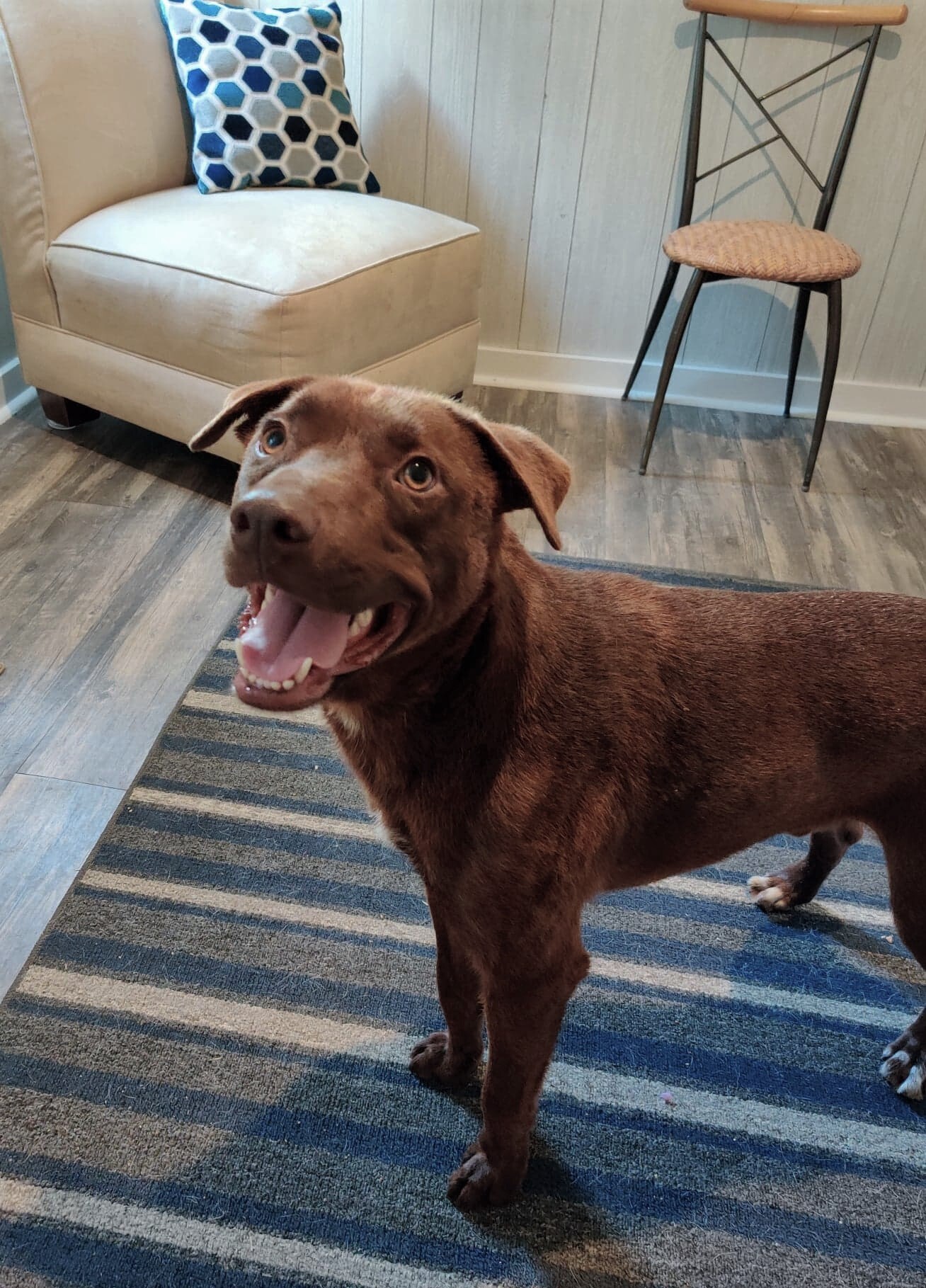 Bucky, Adoptable, Young Male Labrador Retriever & Pit Bull Terrier.