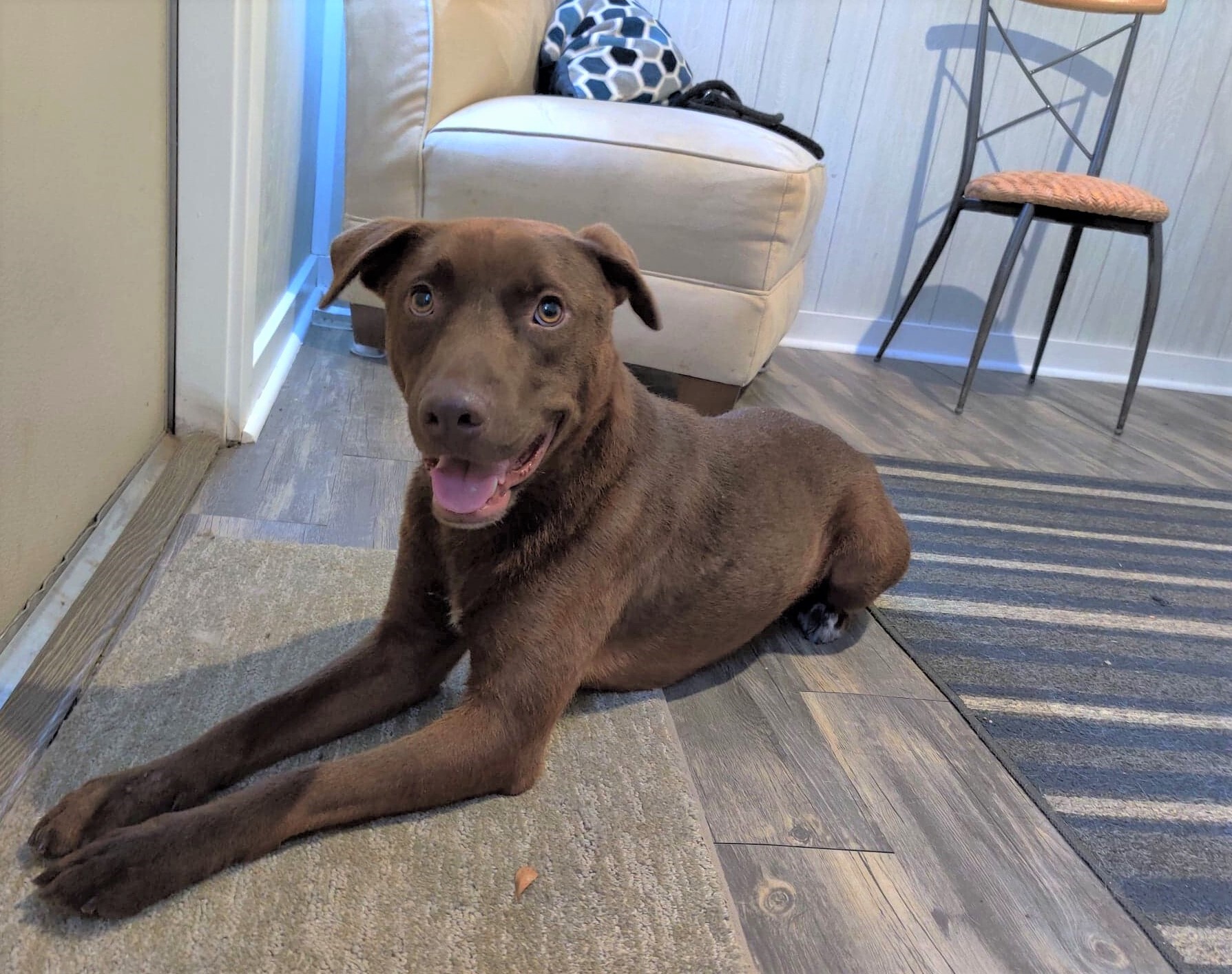 Enlarge Bucky, a Adoptable mixed breed in Ozark, AL image 3/12