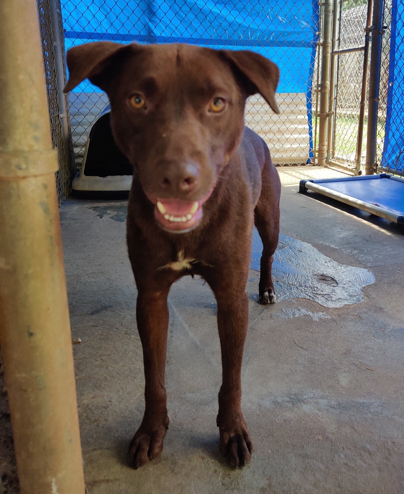 Enlarge Bucky, a Adoptable mixed breed in Ozark, AL image 4/12