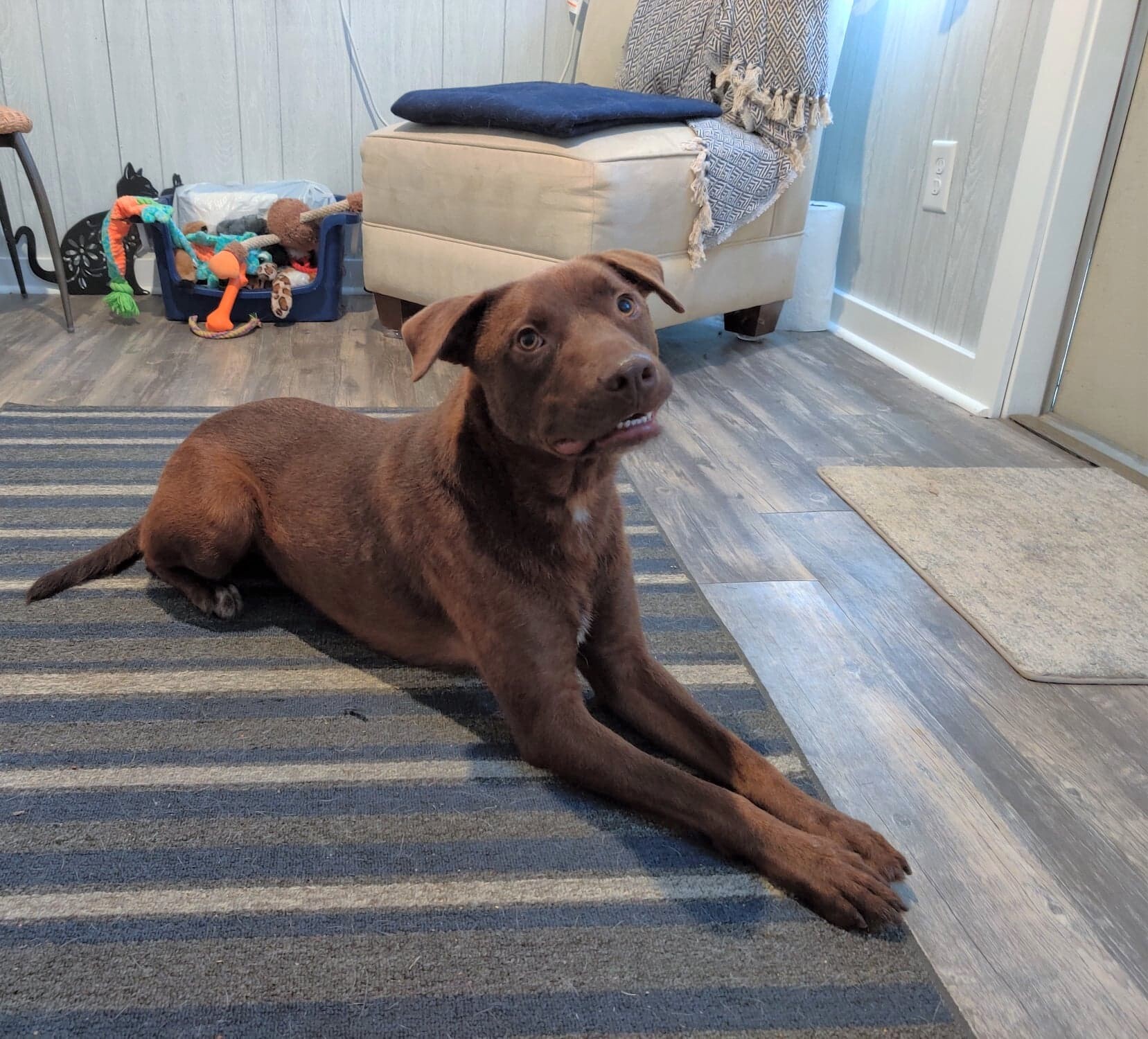 Enlarge Bucky, a Adoptable mixed breed in Ozark, AL image 5/12