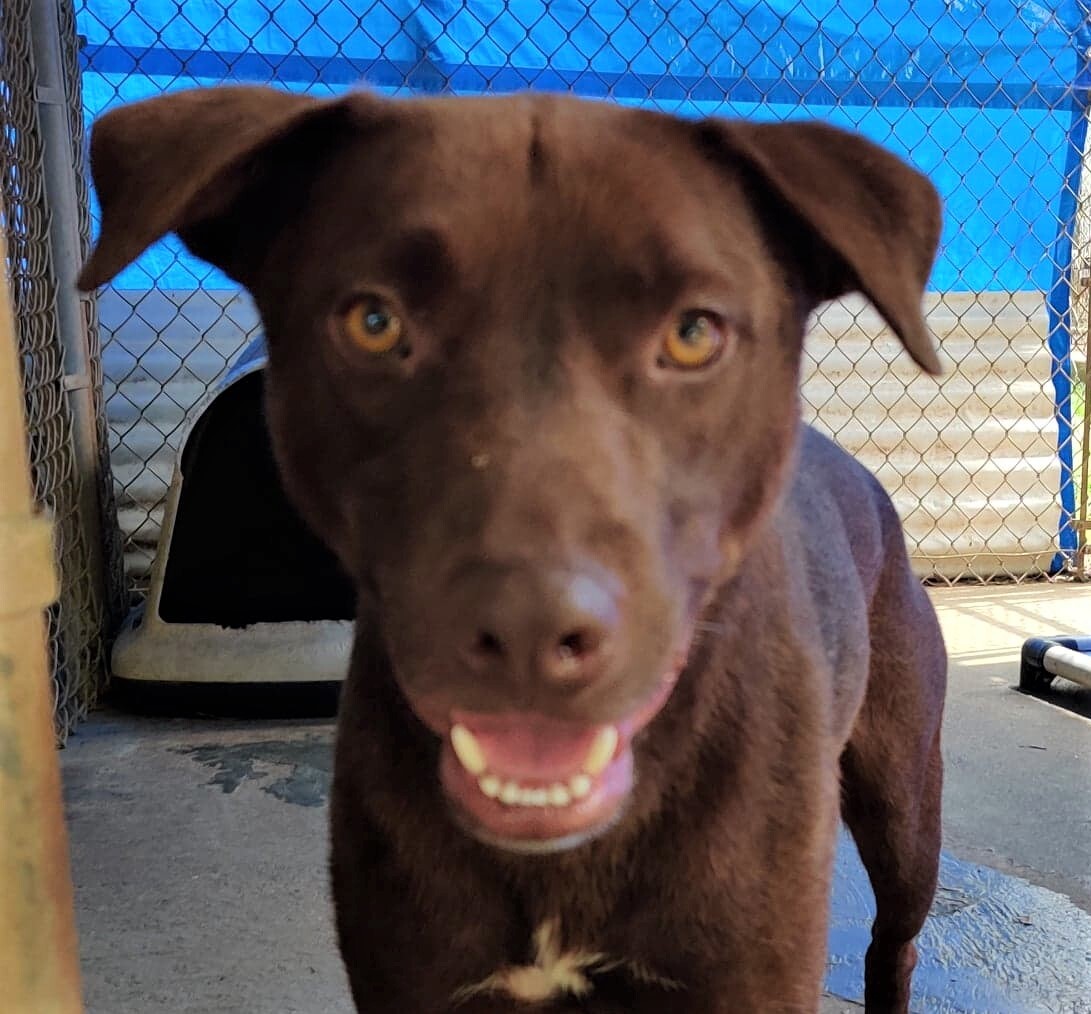 Enlarge Bucky, a Adoptable mixed breed in Ozark, AL image 6/12