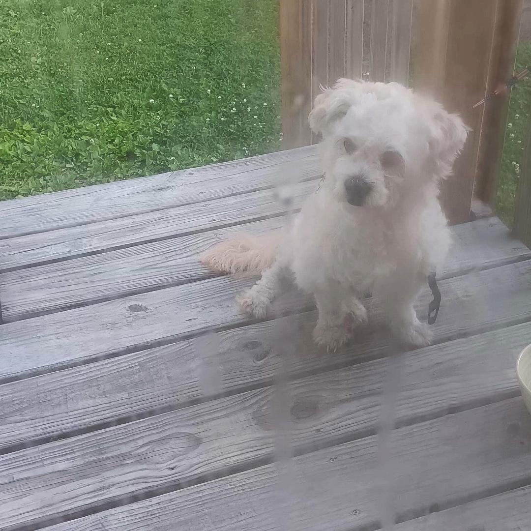 Enlarge Toby, an adopted mixed breed in Louisville, KY image 1/3