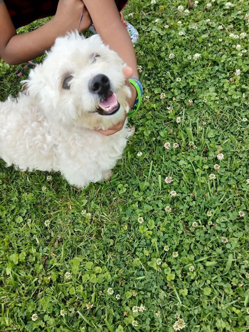 Enlarge Toby, an adopted mixed breed in Louisville, KY image 2/3