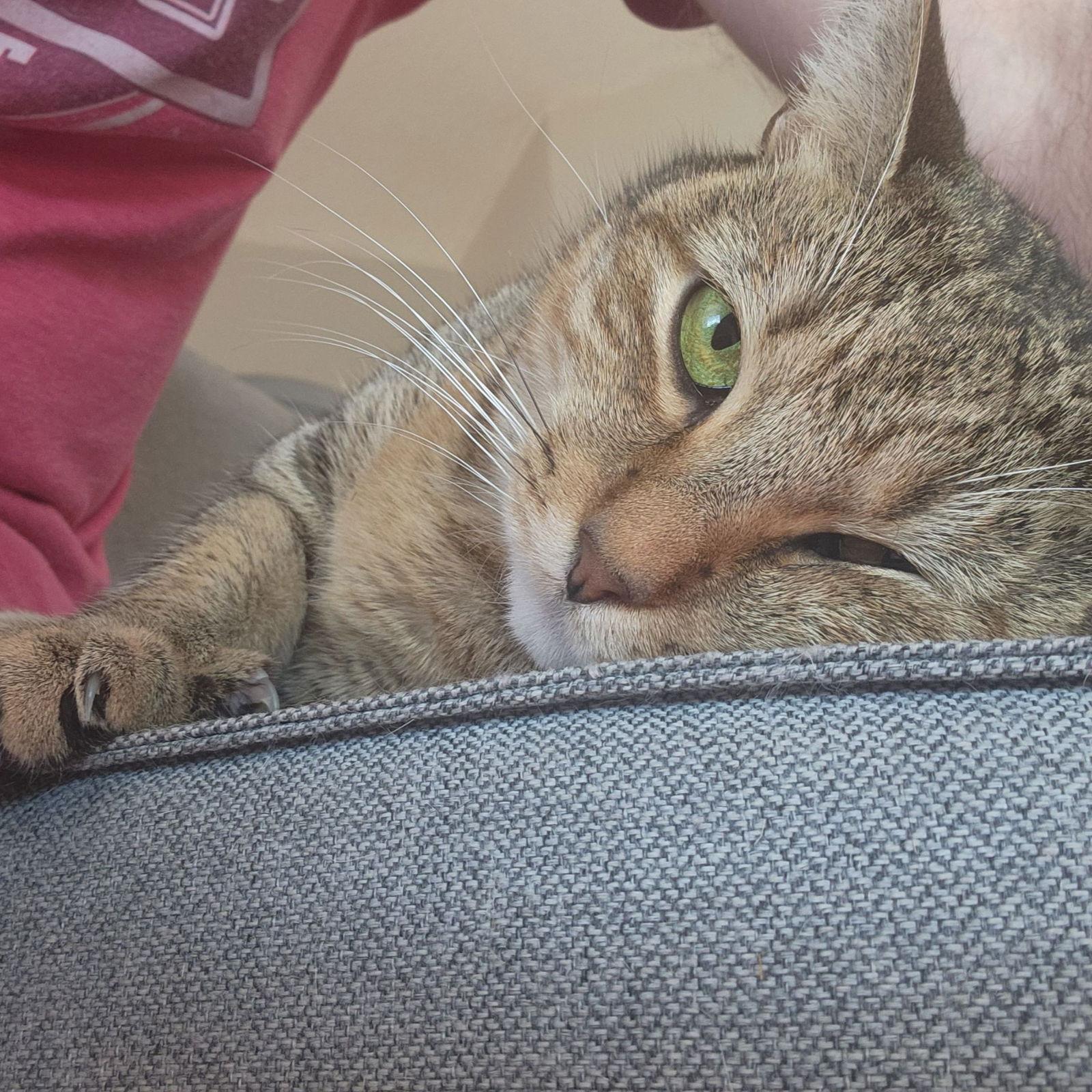 Misu Misu, Adoptable, Adult Female Domestic Short Hair.